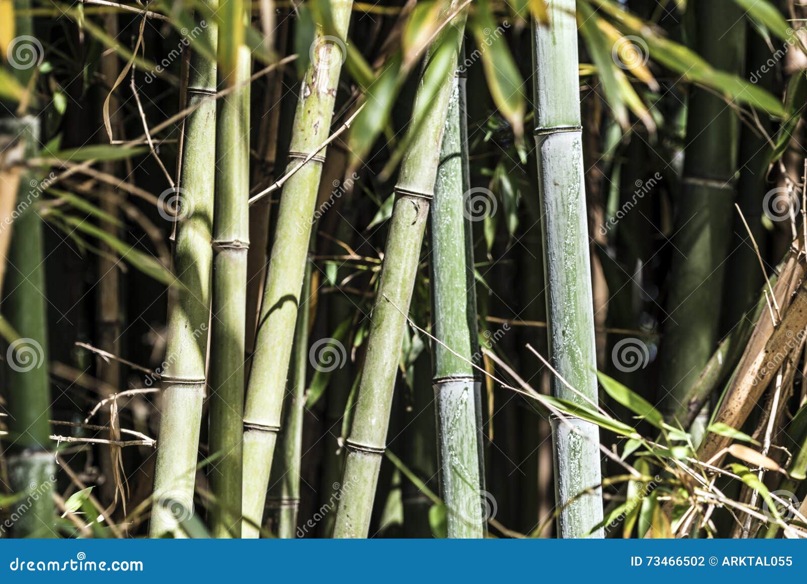Green bamboo canes group 3 stock photo. Image of canes 73466502