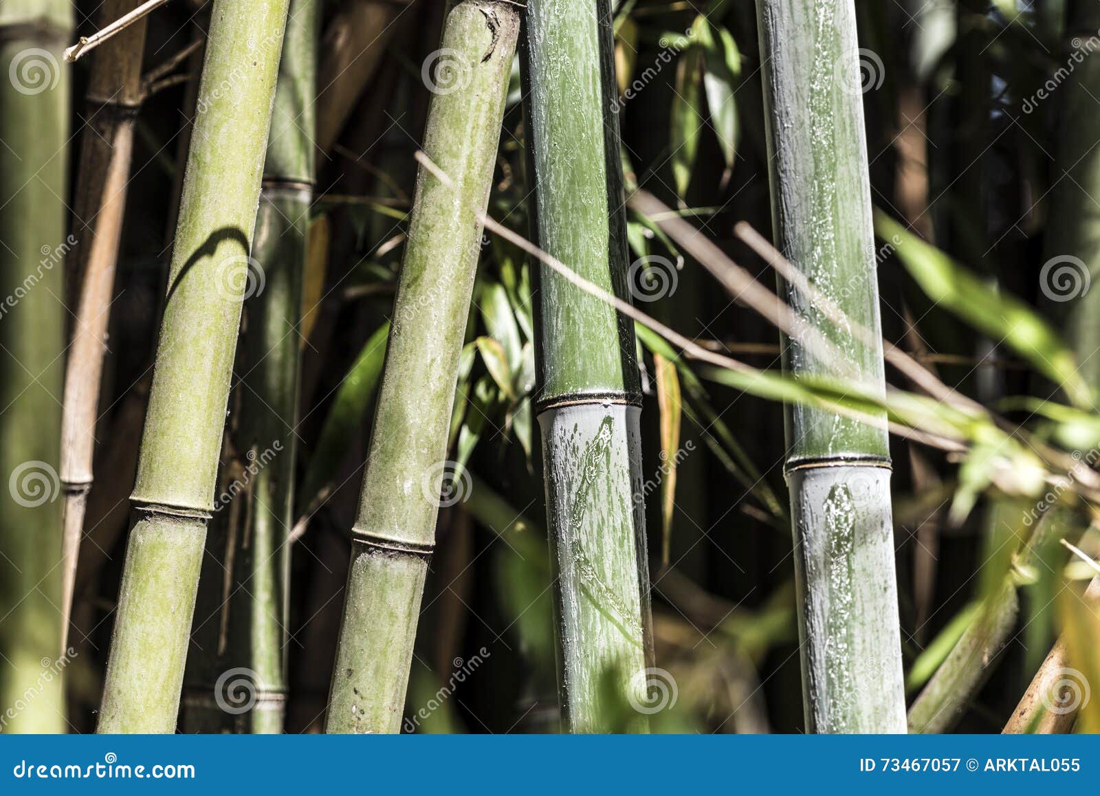 Green bamboo canes group 4 stock image. Image of beautiful 73467057