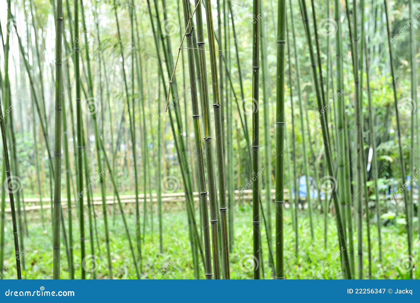Green bamboo groves stock image. Image of quiet, tranquil 22256347