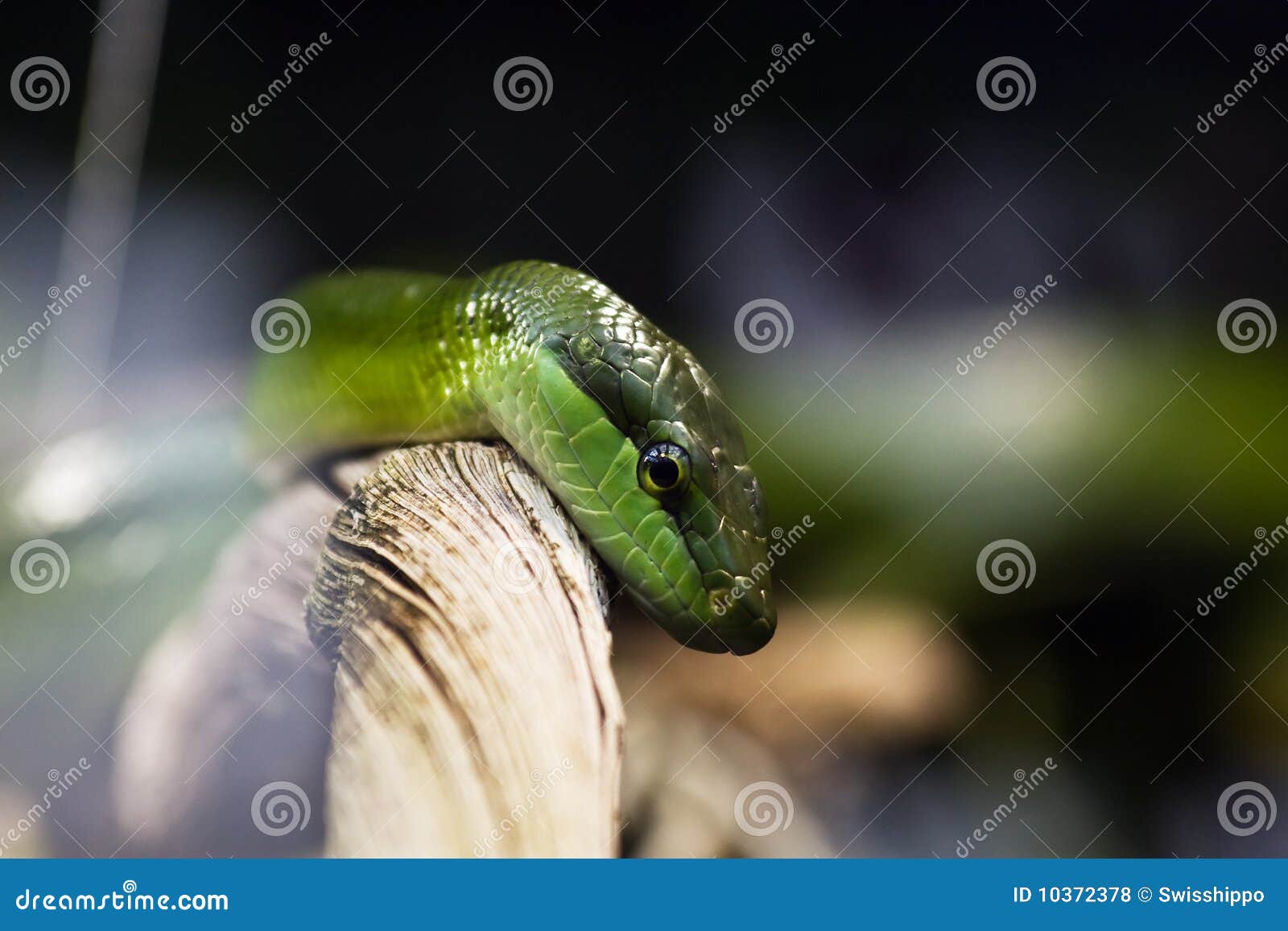 Green bamboo snake stock photo. Image of macro, portrait 10372378