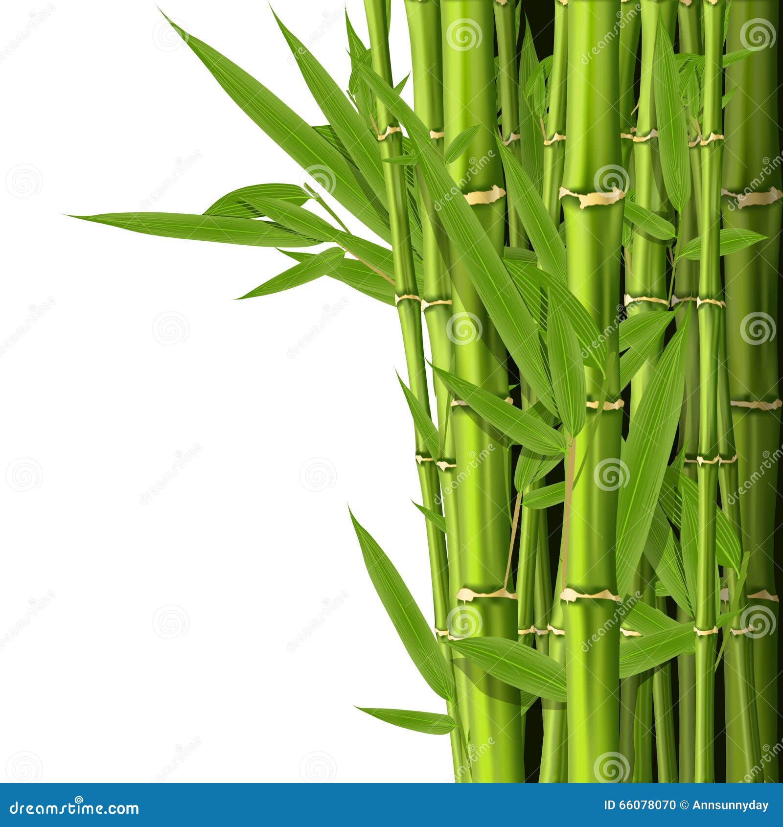 Green Bamboo Stems with Leaves Stock Vector Illustration of tropical