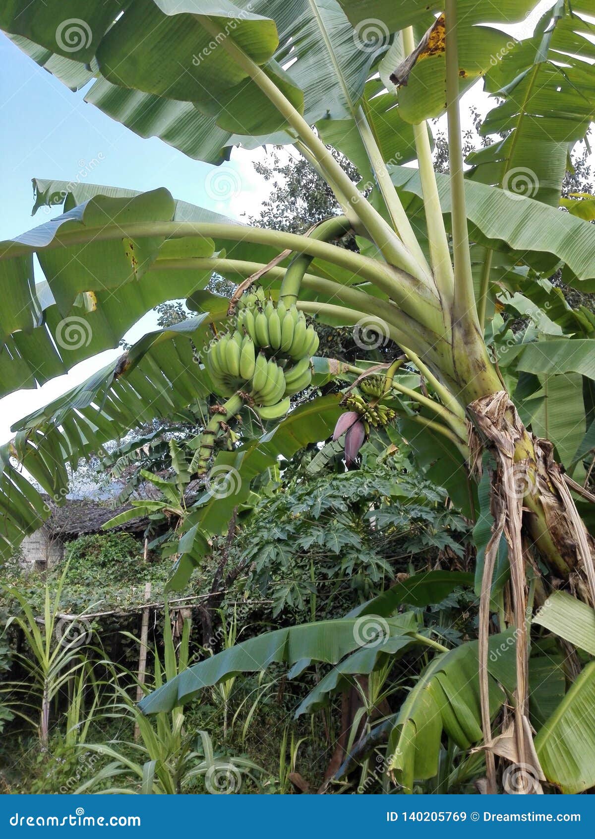 A Bunch of Green Bananas. they Look Great. Stock Image Image of expect, bunch 140205769