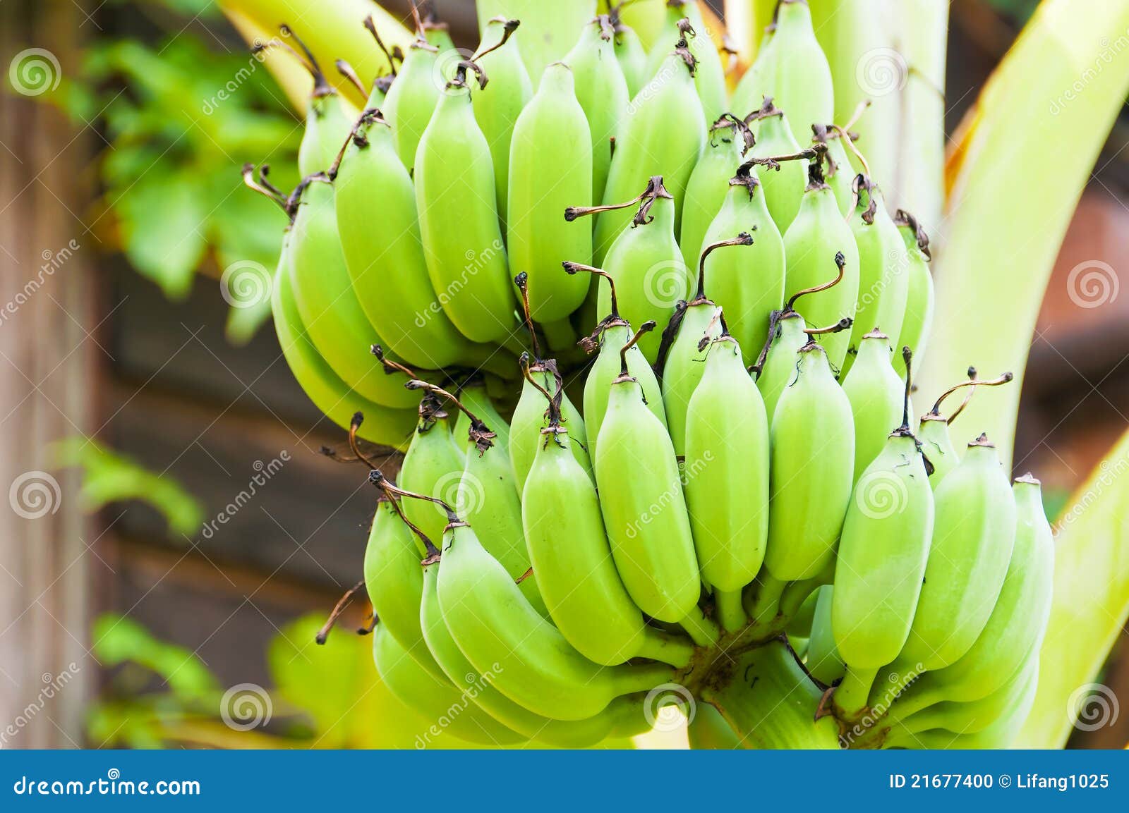 Green bananas stock photo. Image of food, ingredients 21677400