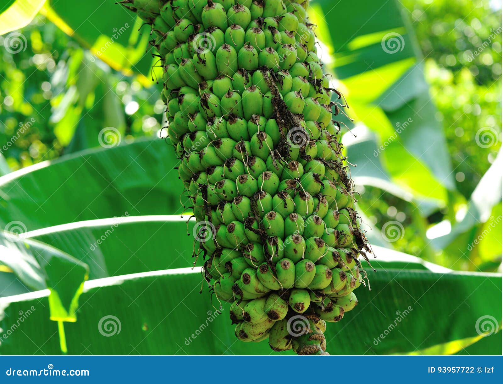Bananas grow on tree stock photo. Image of food, tree 93957722