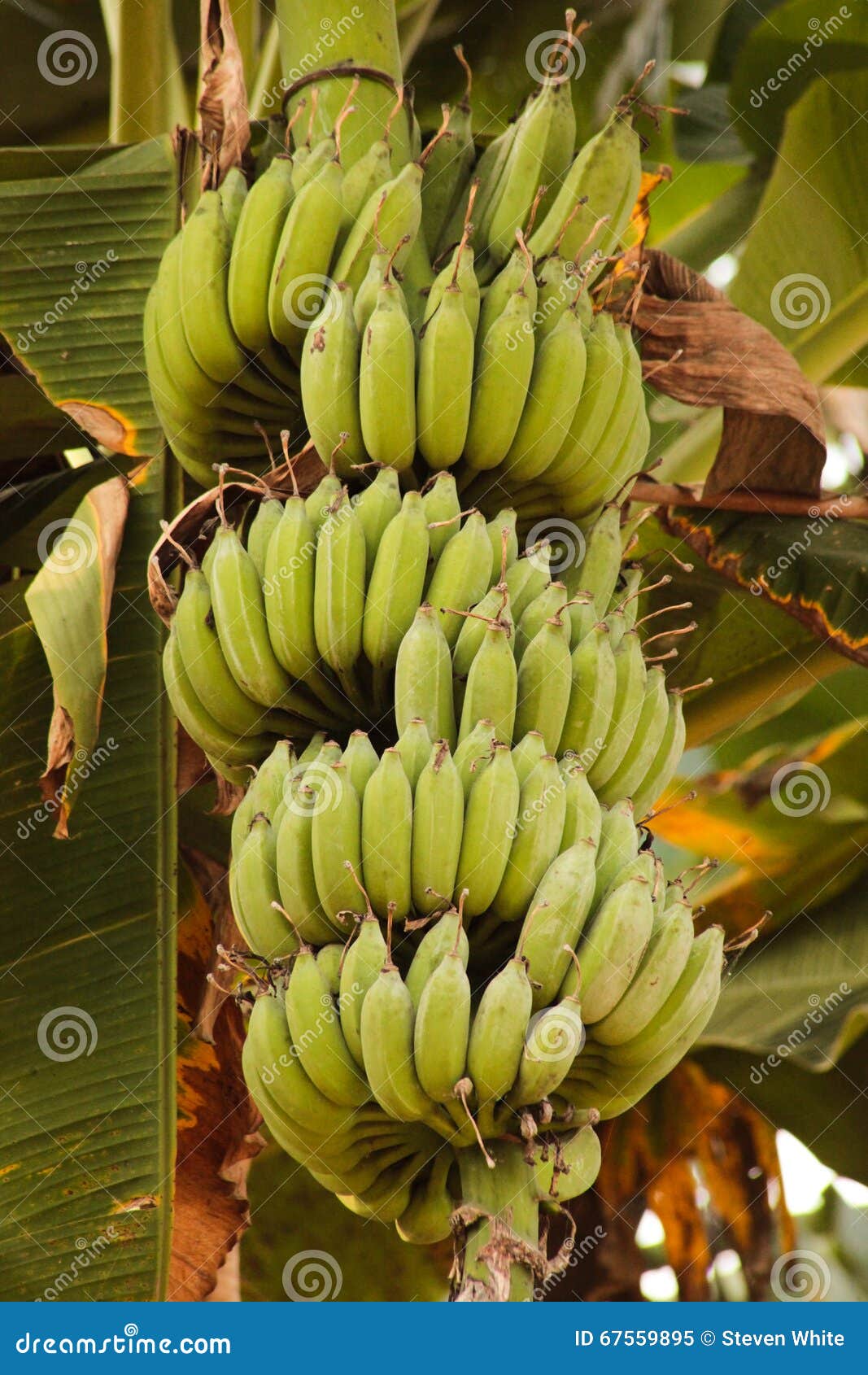 Green Bananas Growing on Tree Stock Image Image of garden, grow 67559895