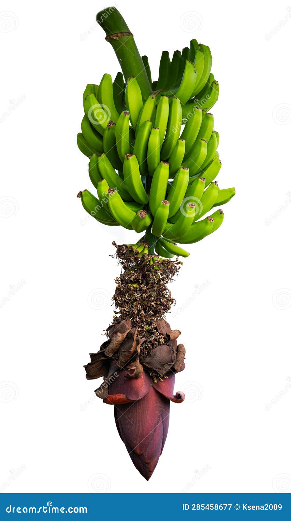 Green bananas isolated stock image. Image of plant, freshness 285458677