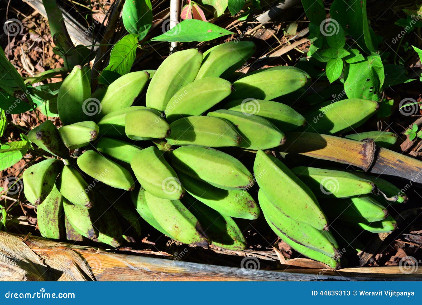 Green Bananas Plantain Tree. Stock Image Image of potasium, plant