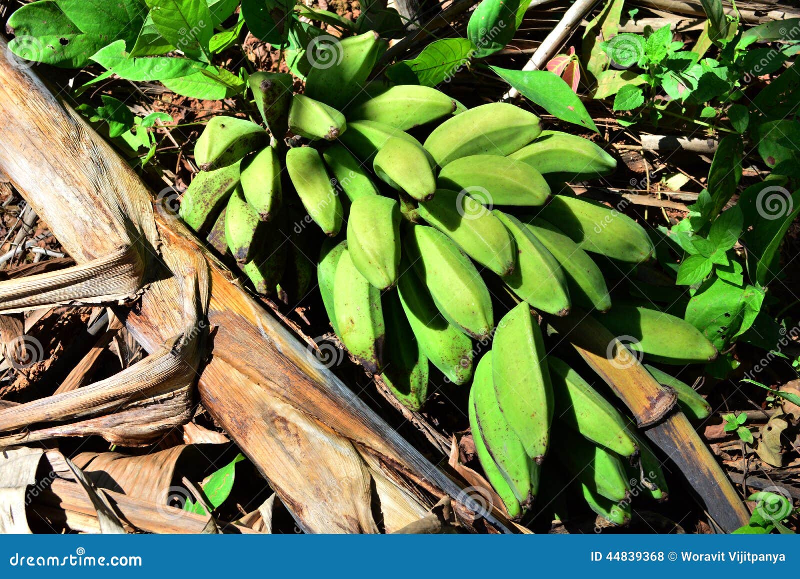 Green Bananas Plantain Tree. Stock Photo Image of antioxidants