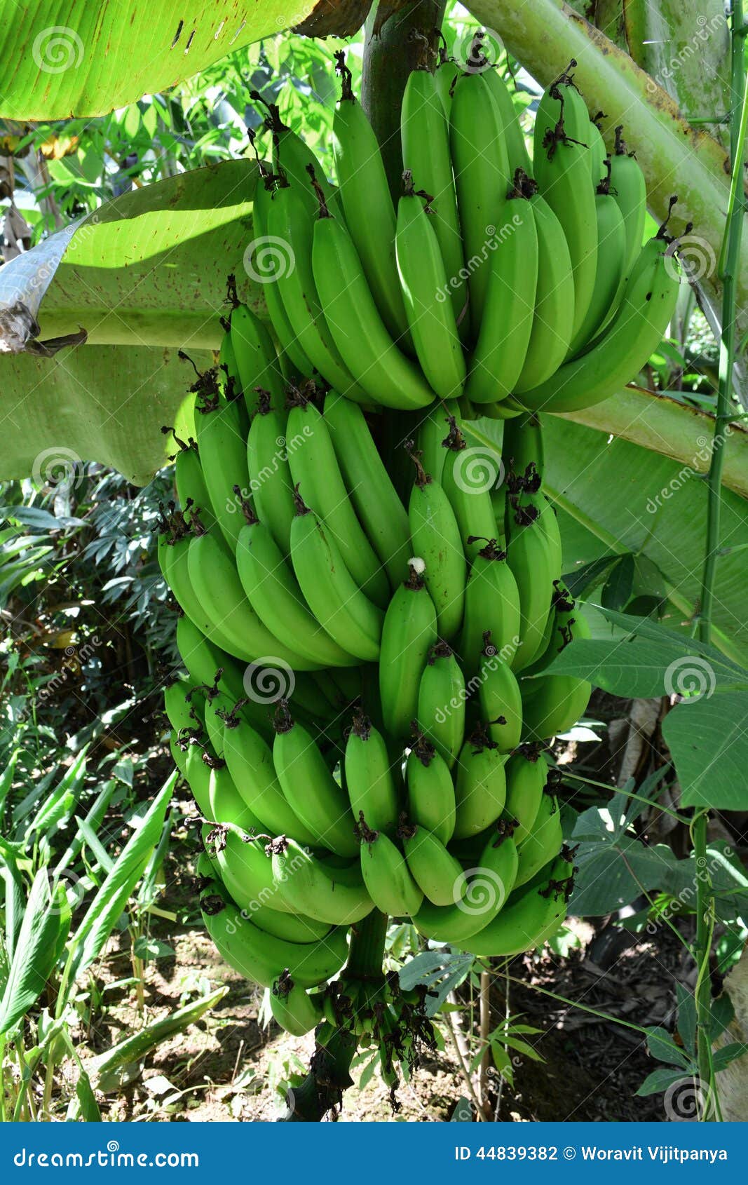 Green Bananas Plantain Tree. Stock Photo Image of plantain, fruit