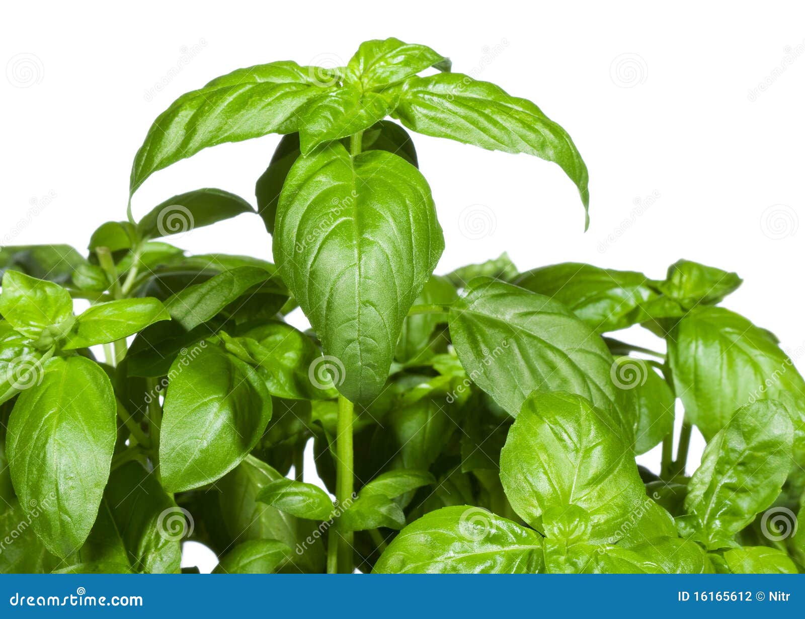 Green basil stock photo. Image of preparation, recipe 16165612