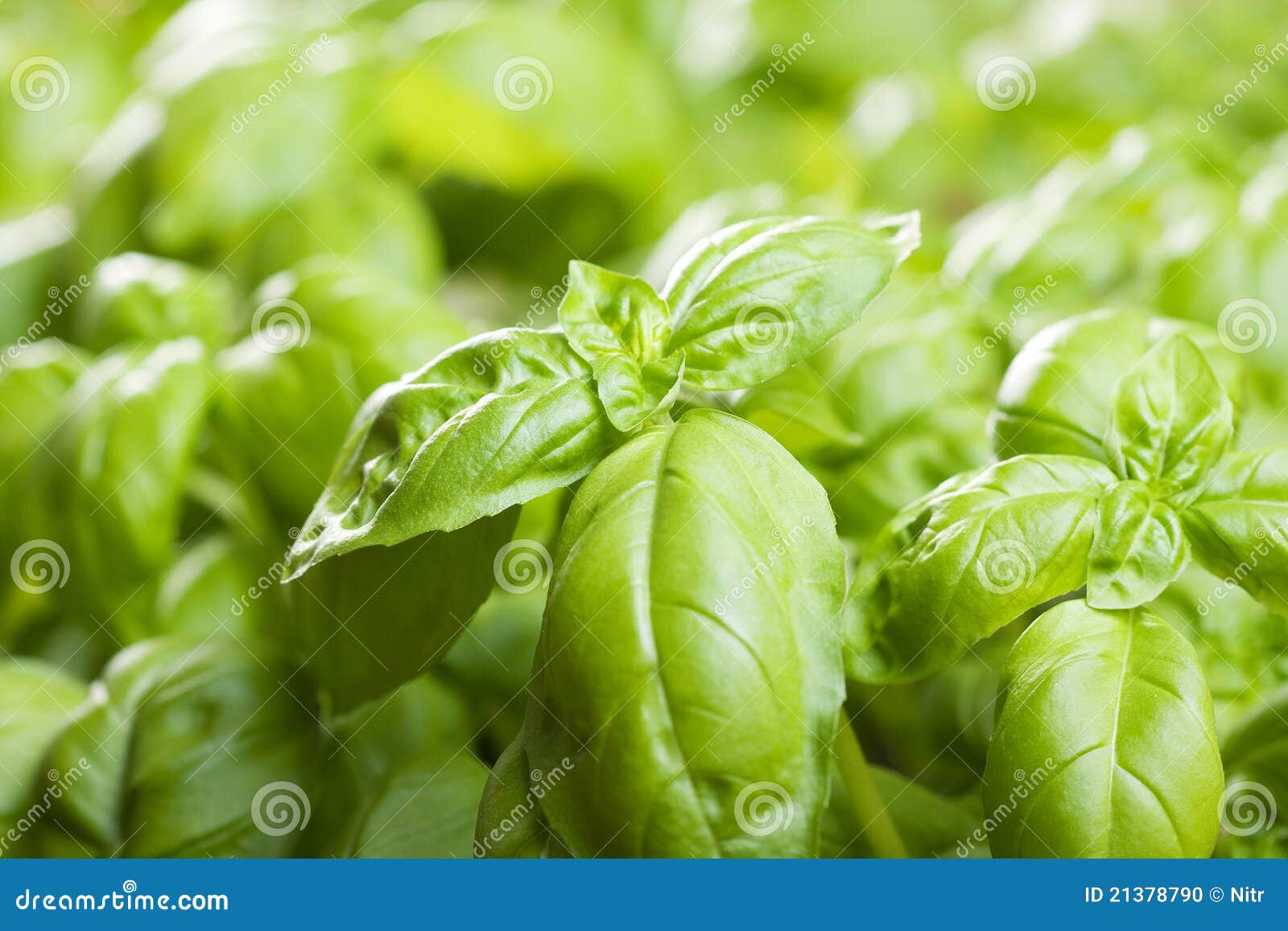 Green basil stock photo. Image of vegetarian, vitamin 21378790