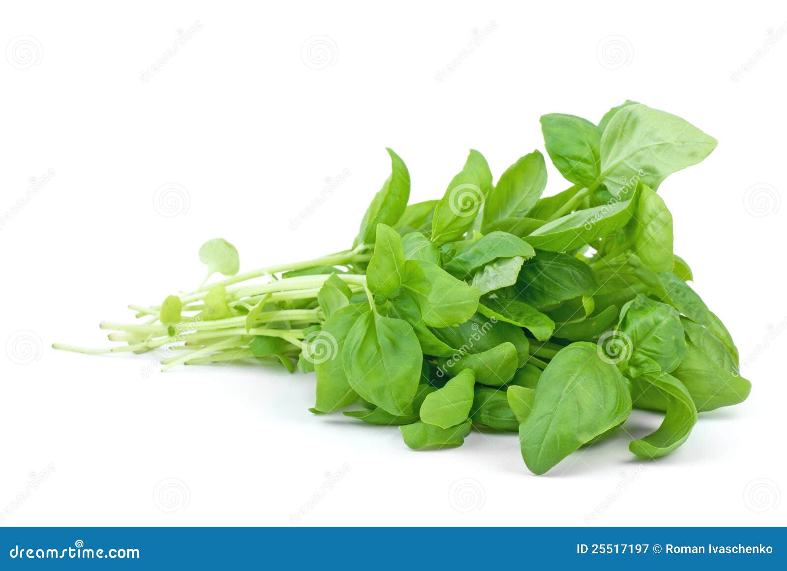 Green basil stock image. Image of spice, herb, vegetarian 25517197