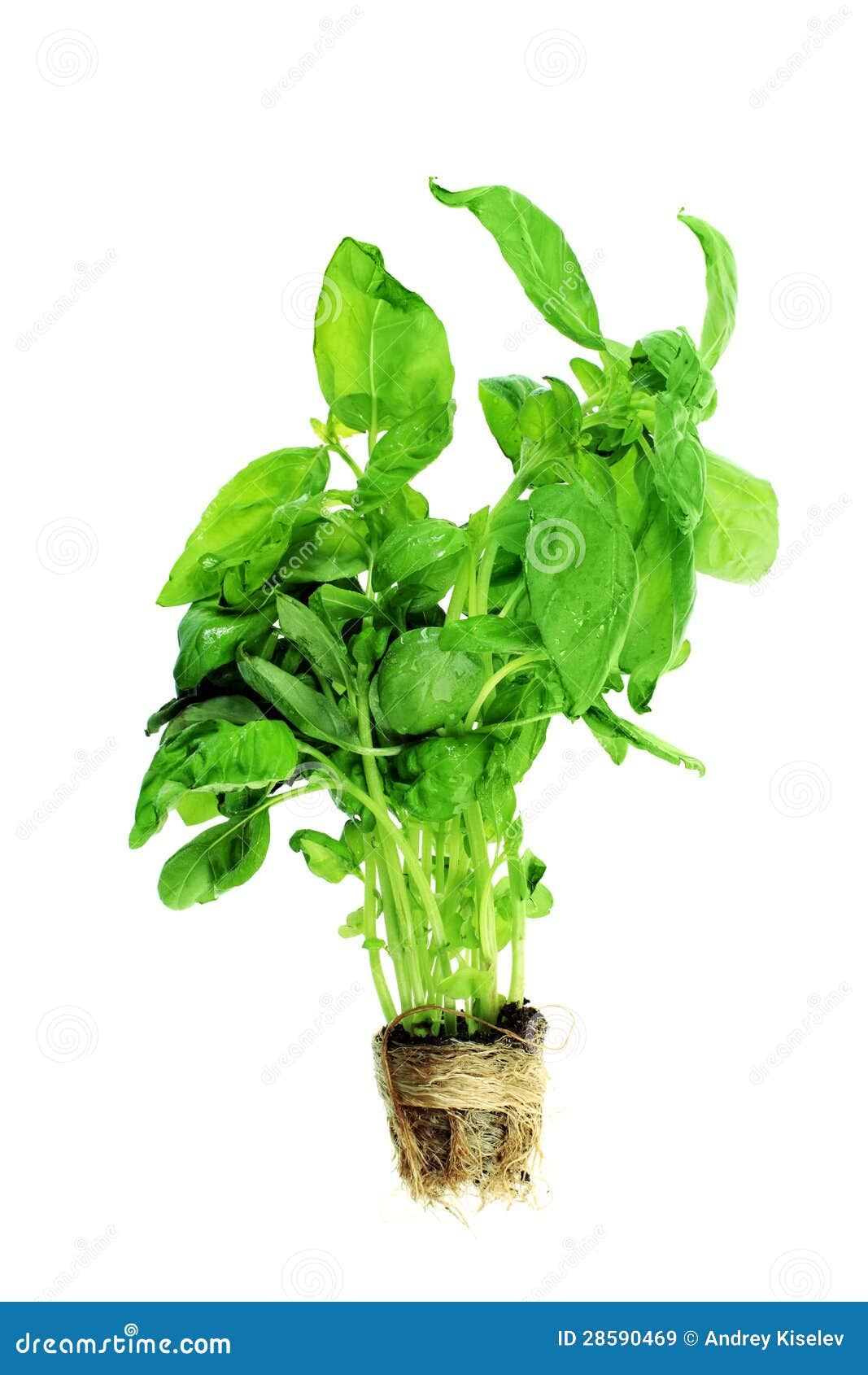 Green basil stock image. Image of space, herb, plant 28590469