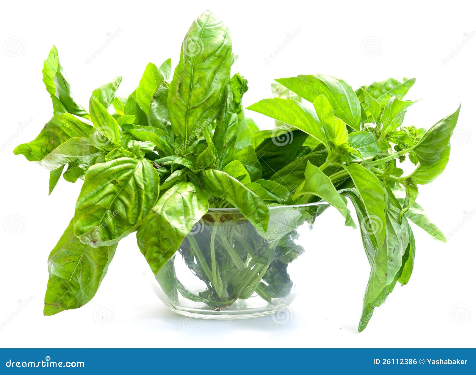 Green basil in bowl stock photo. Image of bunch, organic 26112386