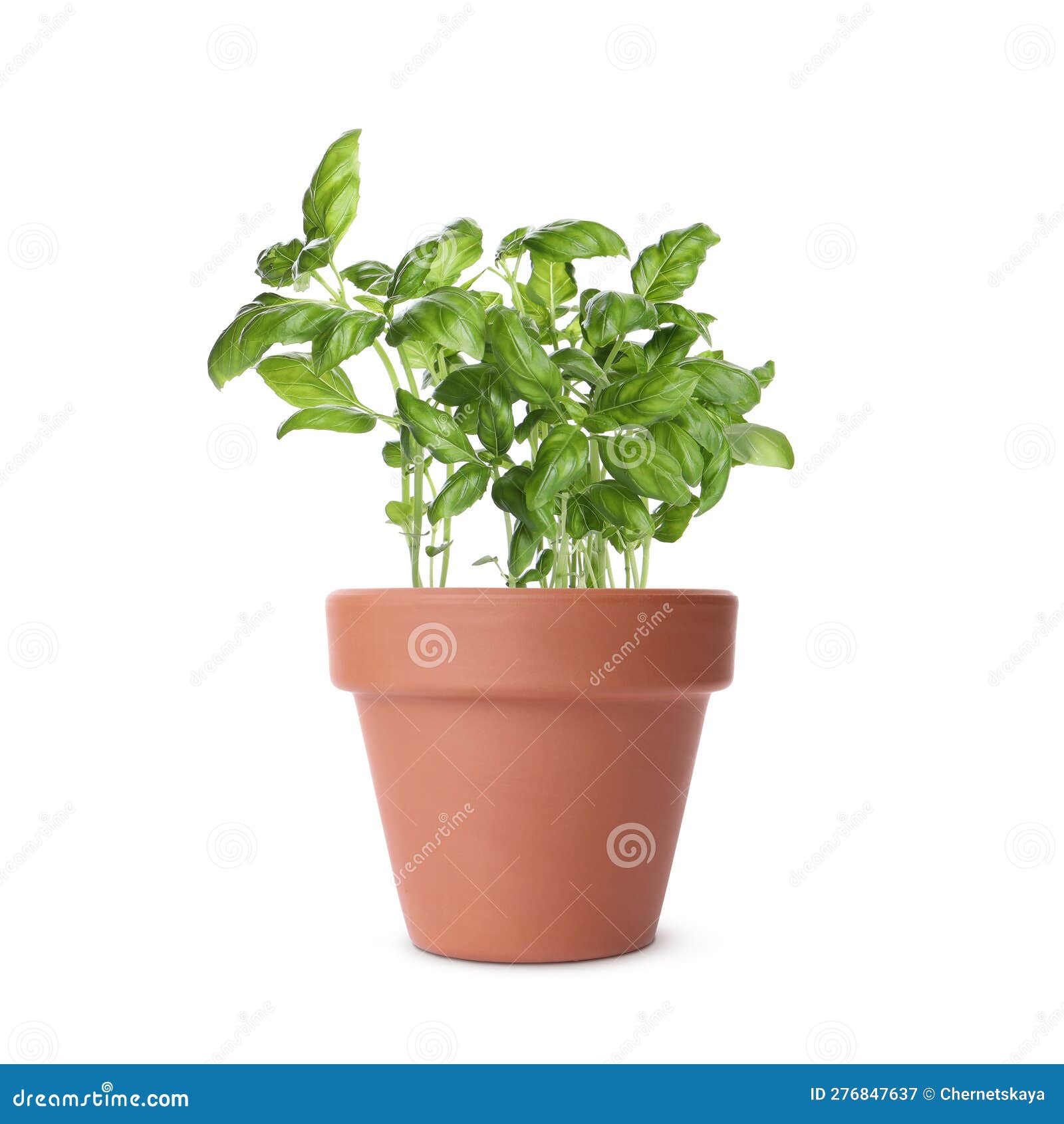 Green Basil in Clay Pot Isolated on White Stock Image Image of