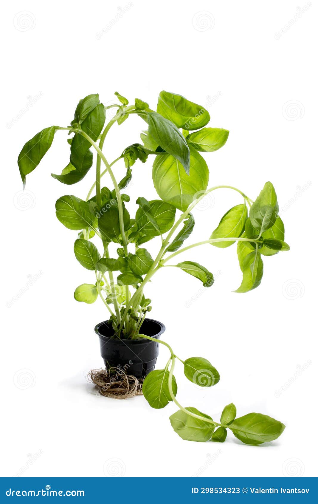 Green Basil in a Cup on a White Background Stock Image Image of