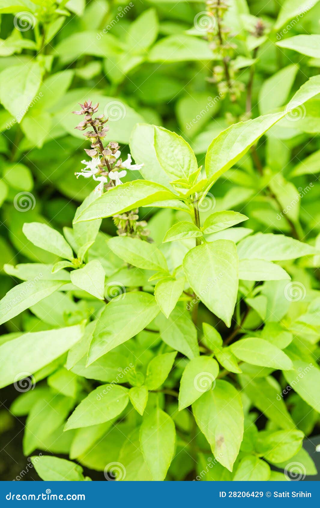 Green Basil with Flower in Plant Stock Image Image of herb, green