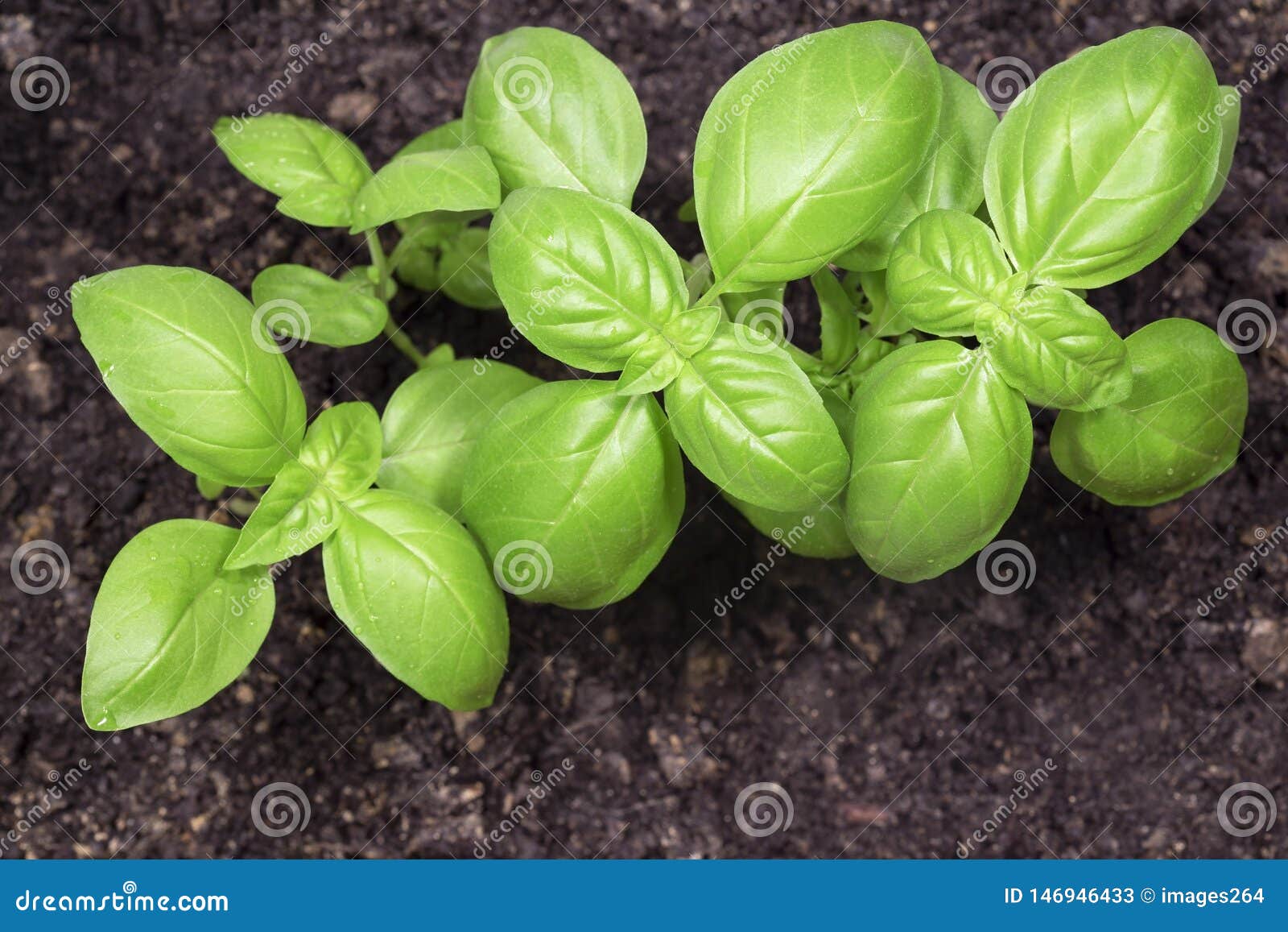 Green basil stock image. Image of fresh, plant, spice 146946433