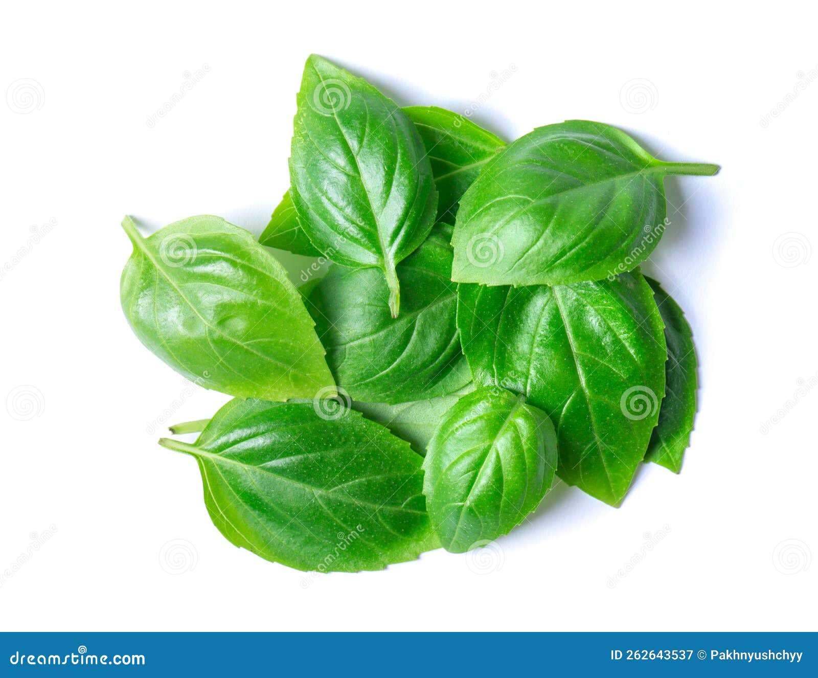 Green basil leaves stock image. Image of food, view 262643537