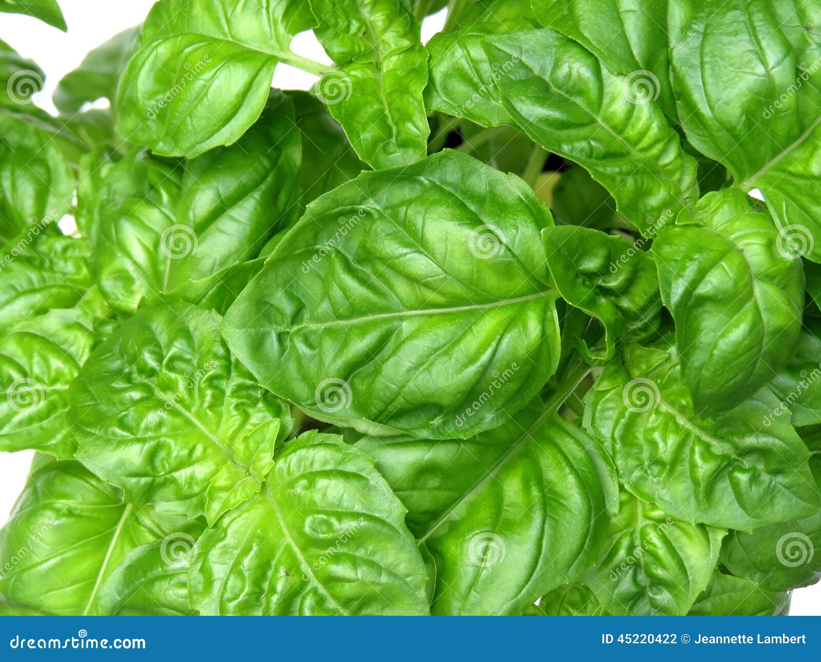 Green Basil Plant with Bright Leaves Stock Photo Image of food, tasty