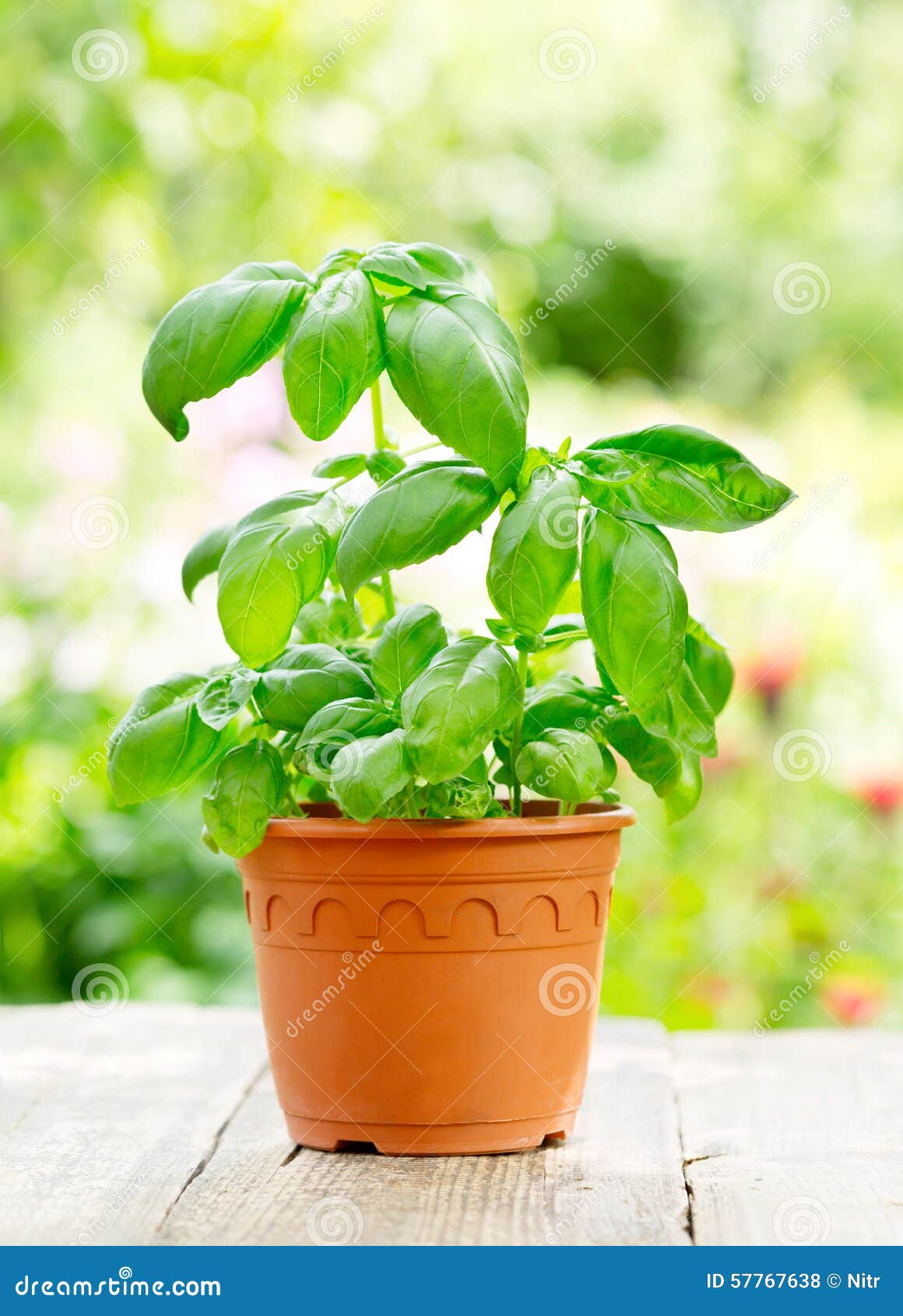 Green basil in a pot stock photo. Image of cuisine, herbal 57767638