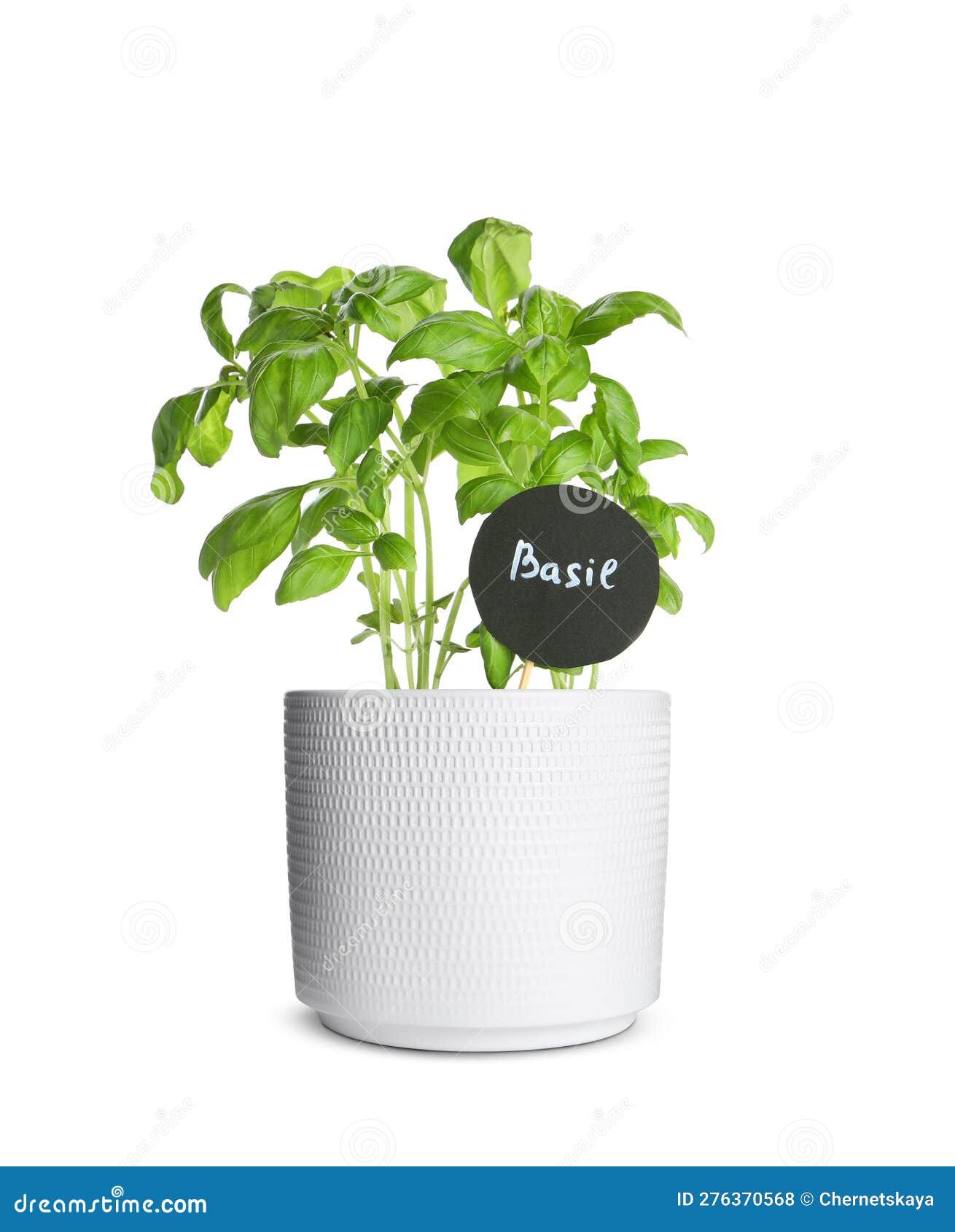 Green Basil with Tag in Pot Isolated on White Stock Photo Image of