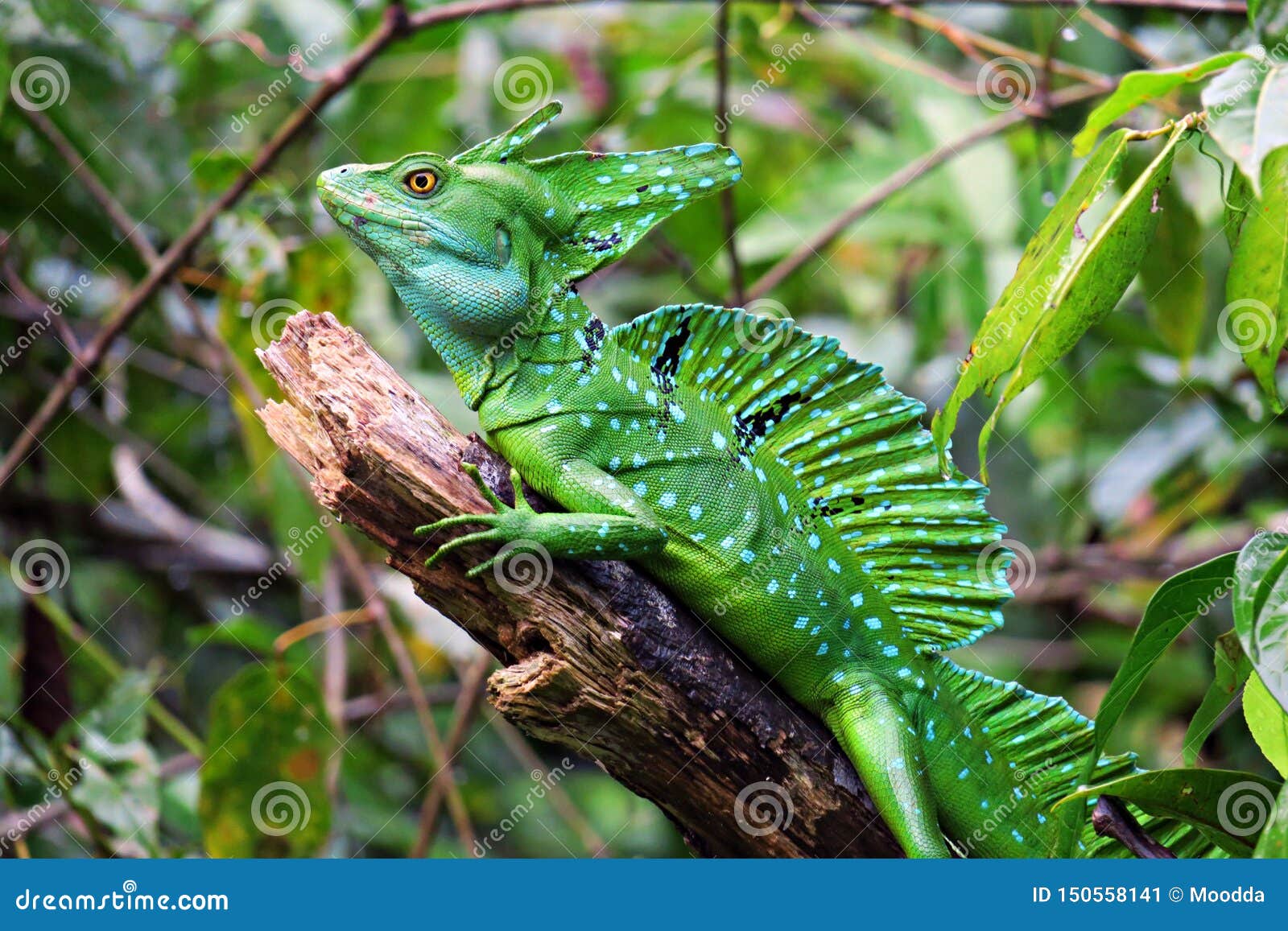 green basilisk lizard running on water