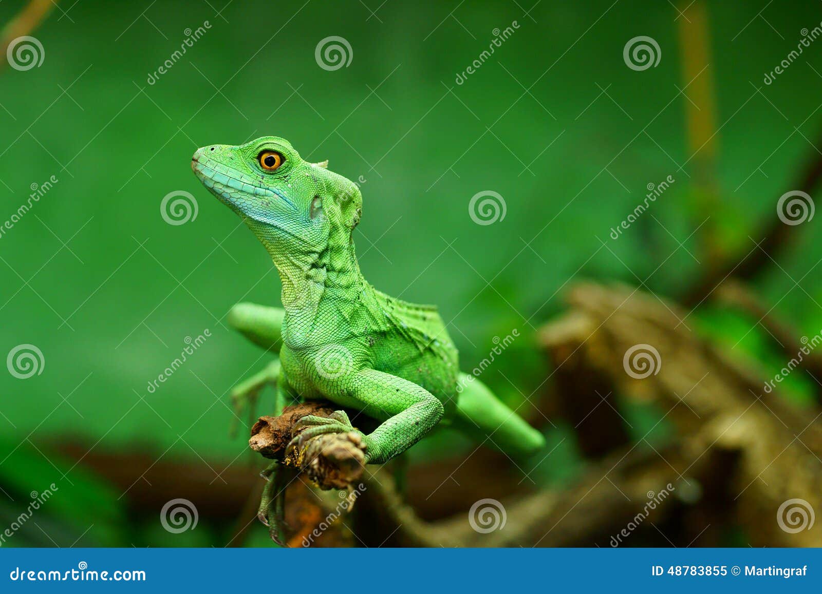 green basilisk lizard close-up by blurred background
