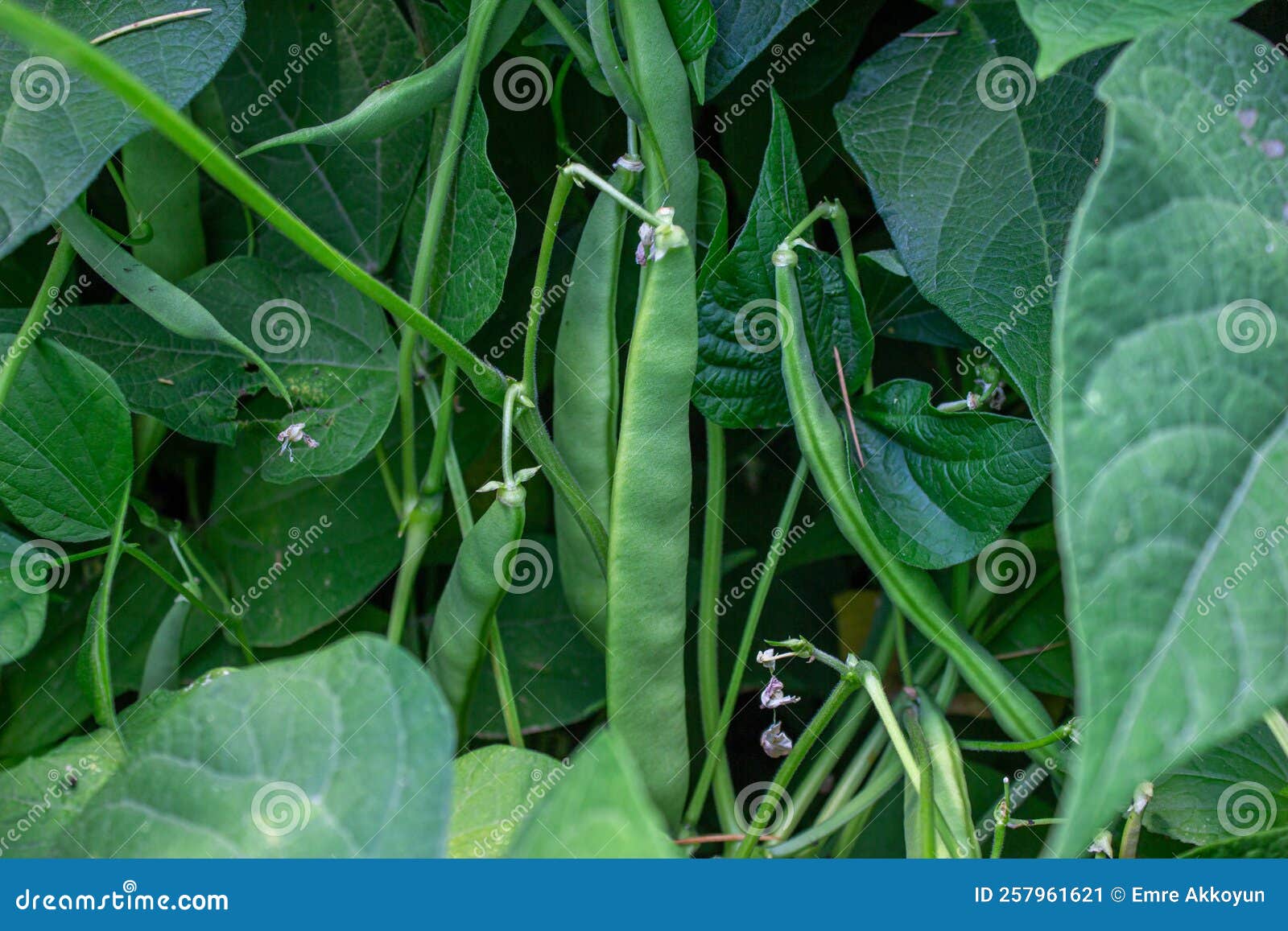 Green bean in a garden stock image. Image of branch 257961621