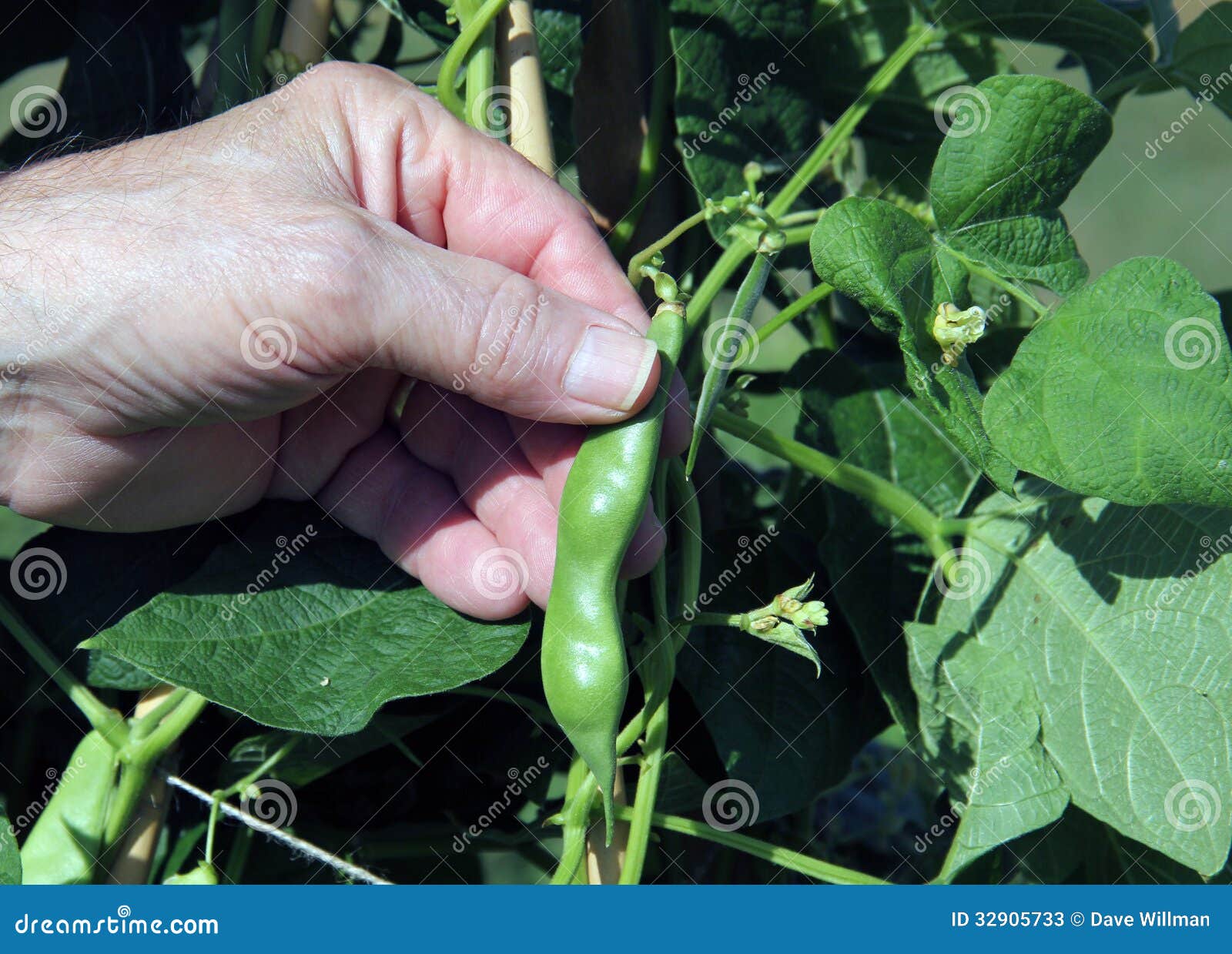 Green bean stock image. Image of harvest, ripe, vine 32905733