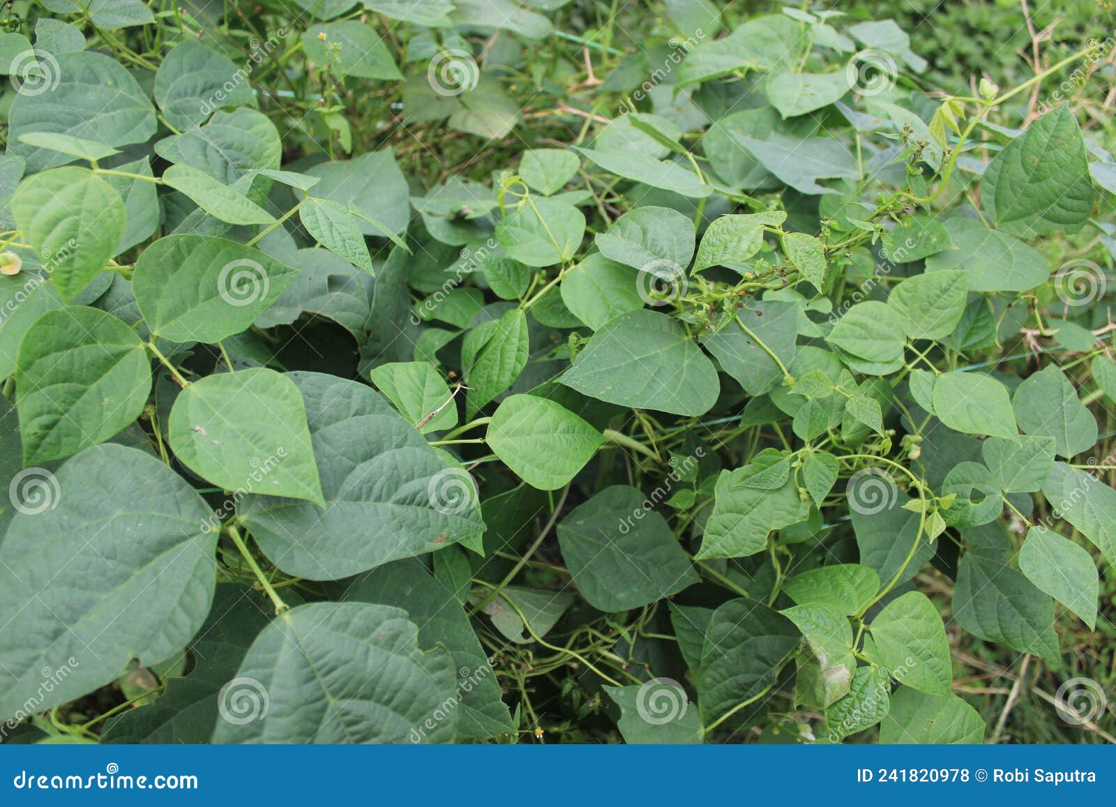 Green Bean Plant Beautiful Vines Stock Photo Image of vines, bean