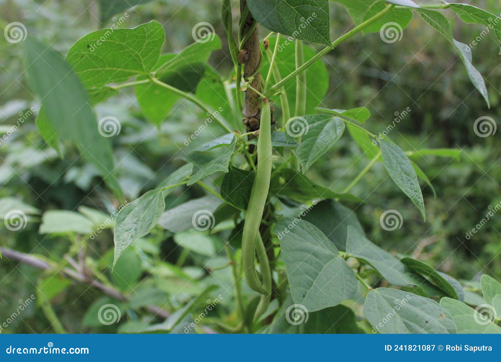 Green Bean Plant Beautiful Vines Stock Image Image of vegetable