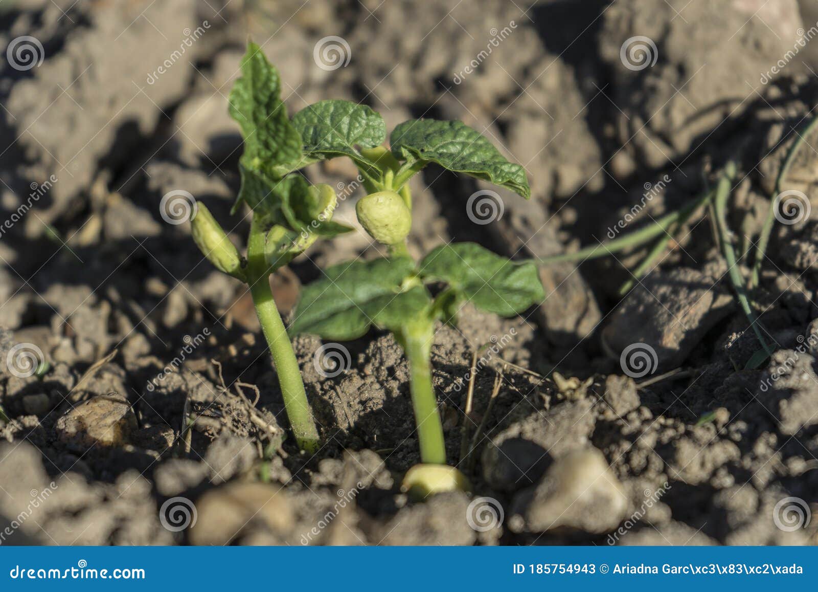 A Green Bean Plant Growing in the Ground in Summer Stock Image Image
