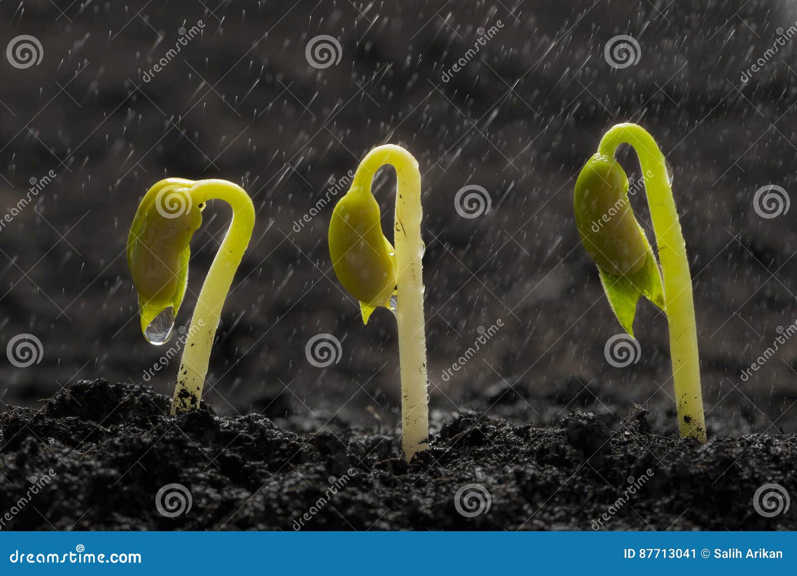 Green Bean Seed Growing Out from Soil while Raining Stock Image Image