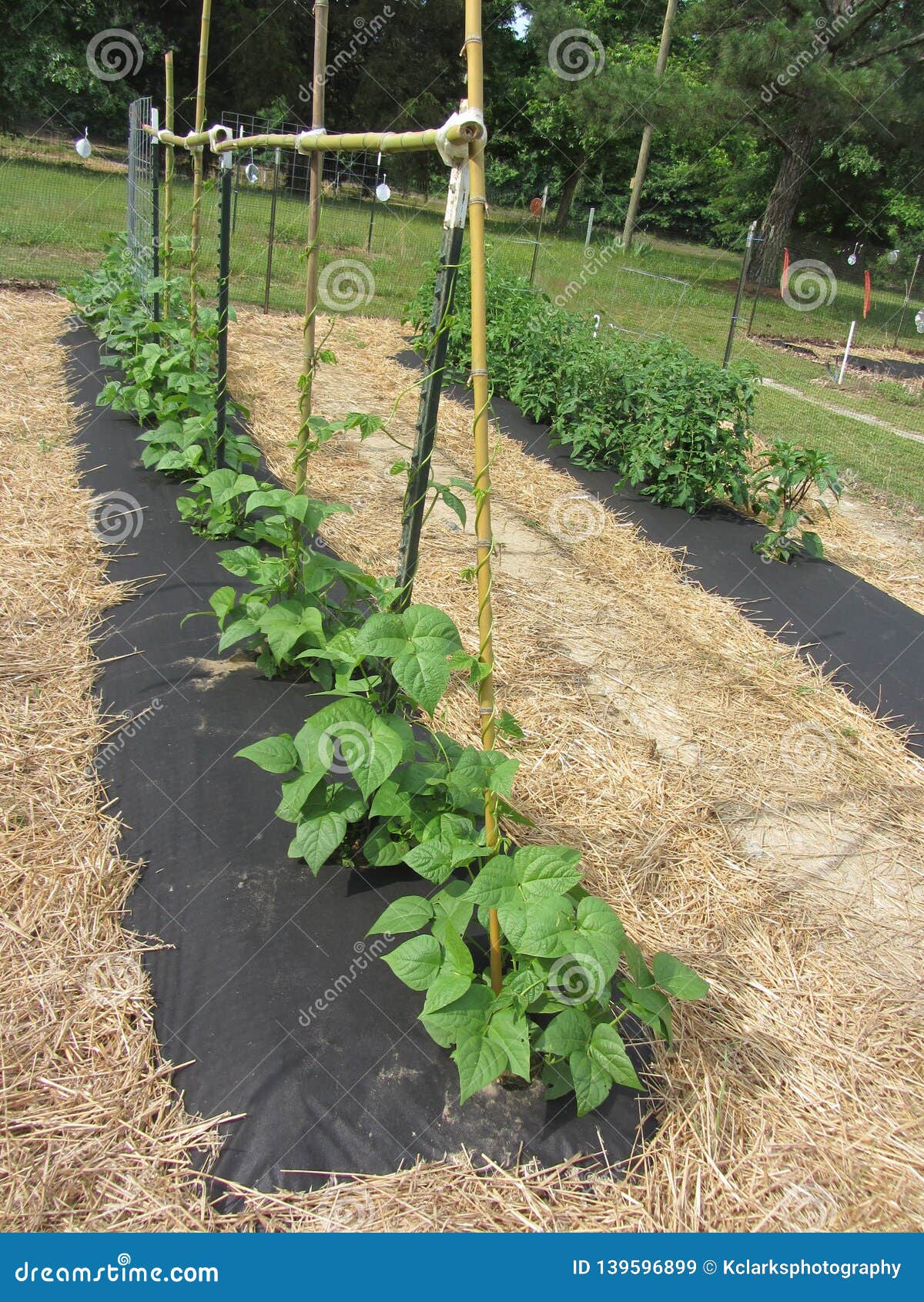 Green Bean and Tomato Plants in the Garden Stock Image Image of rows