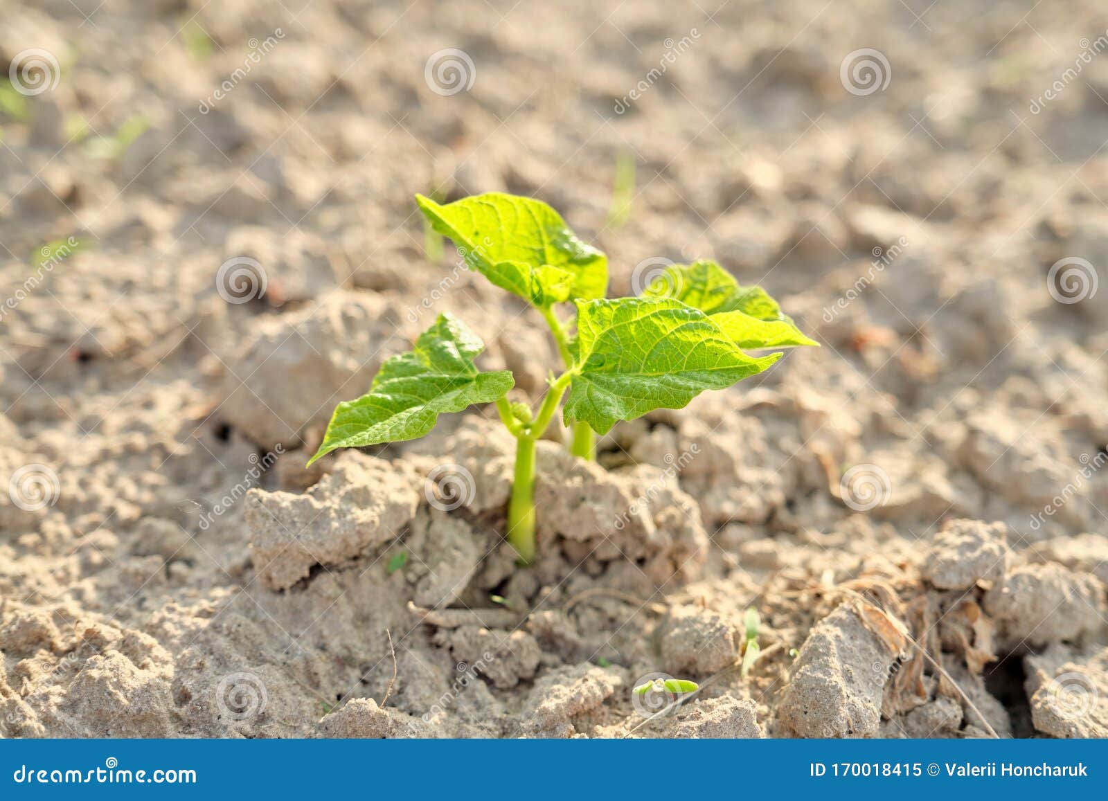Green Bean Young Plant in Spring on the Soil Stock Image Image of