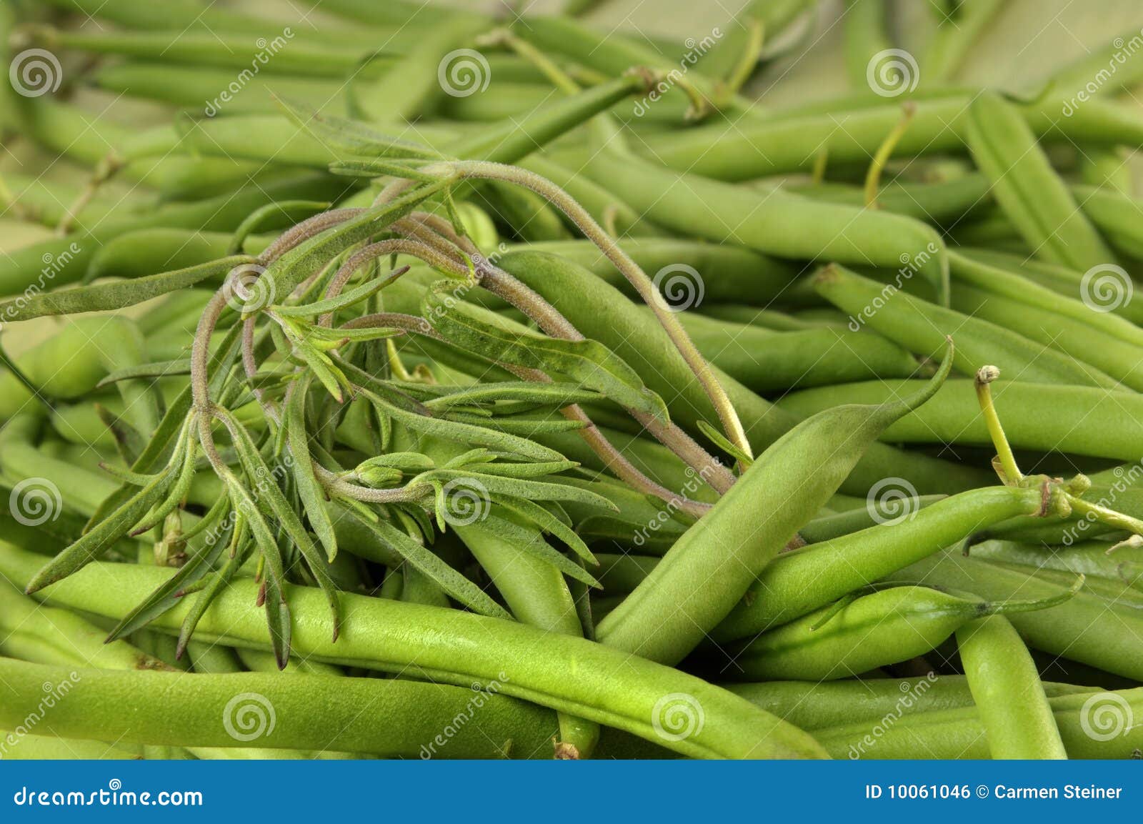 Green beans stock photo. Image of vegetable, herbs, group 10061046