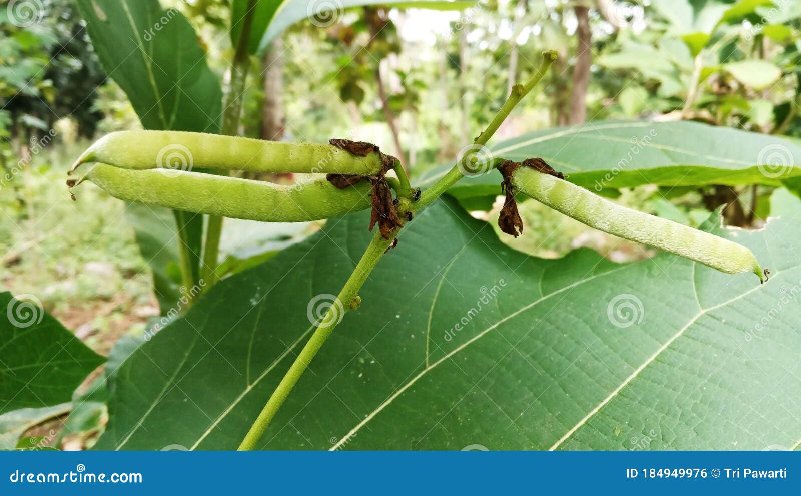 Green beans in the garden stock photo. Image of insect - 184949976