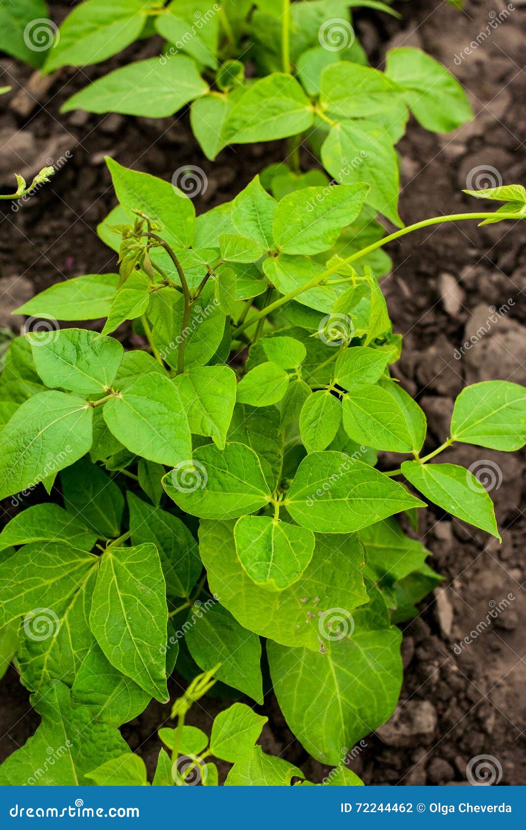 Green beans in the garden stock photo. Image of crop 72244462
