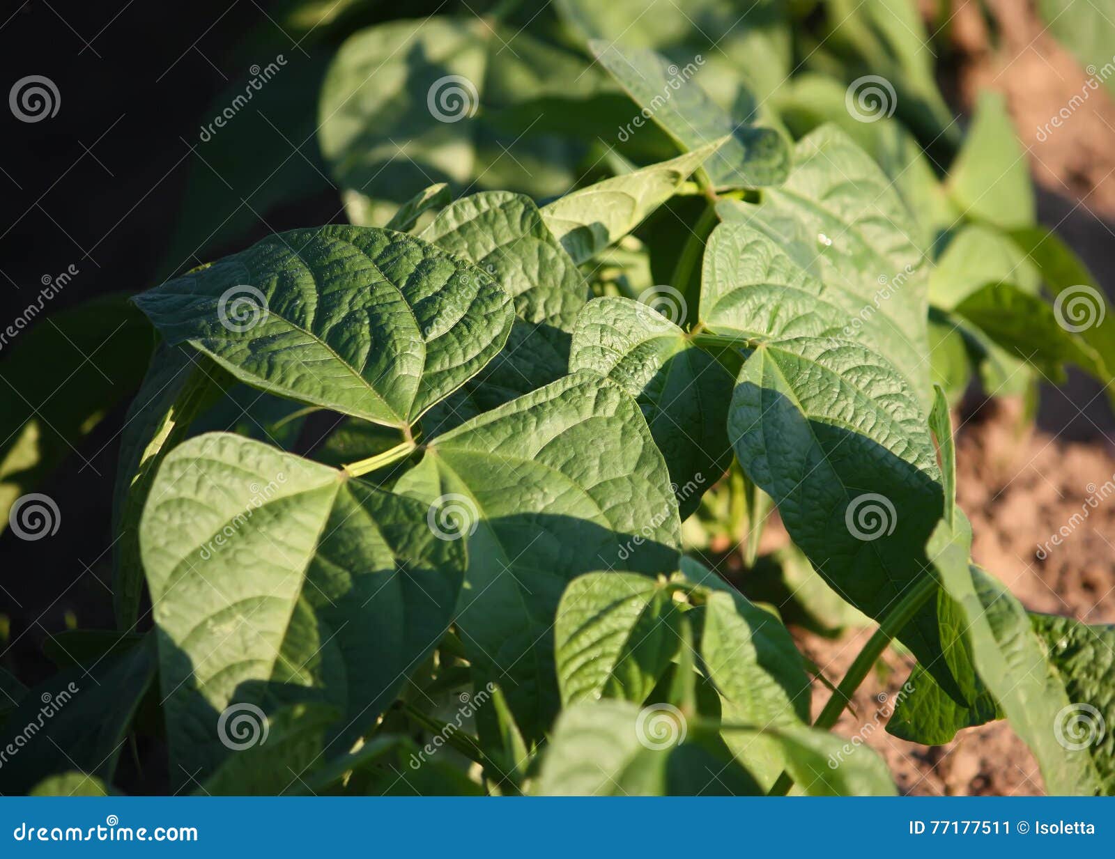 Green beans in the garden stock image. Image of food 77177511