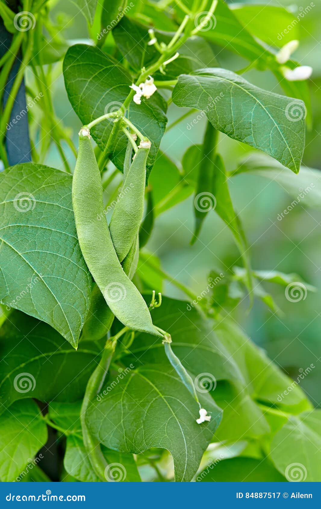 Green Beans Growing on Vines Stock Image Image of plant, agriculture