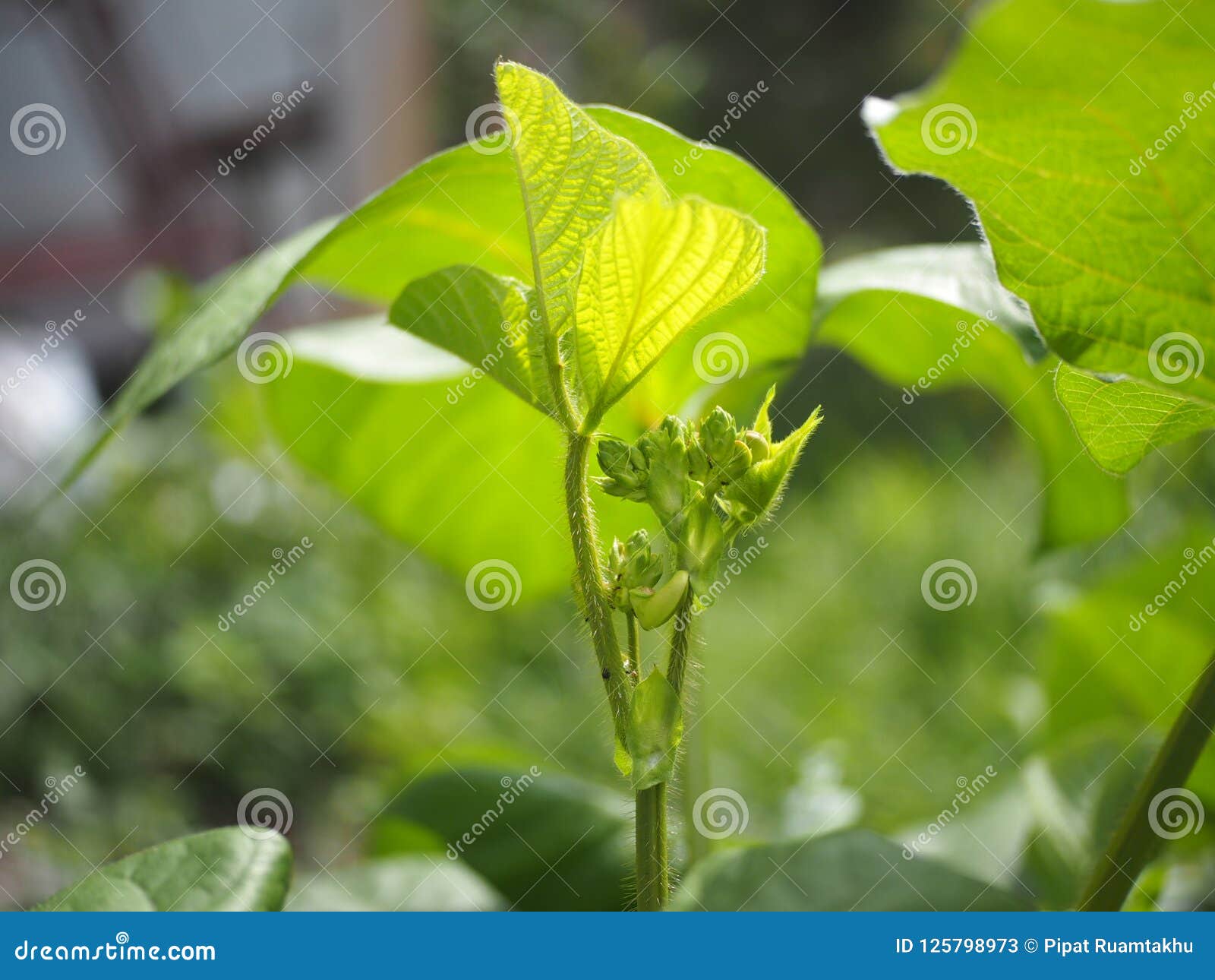 Green beans leaves stock image. Image of leaves, morning 125798973