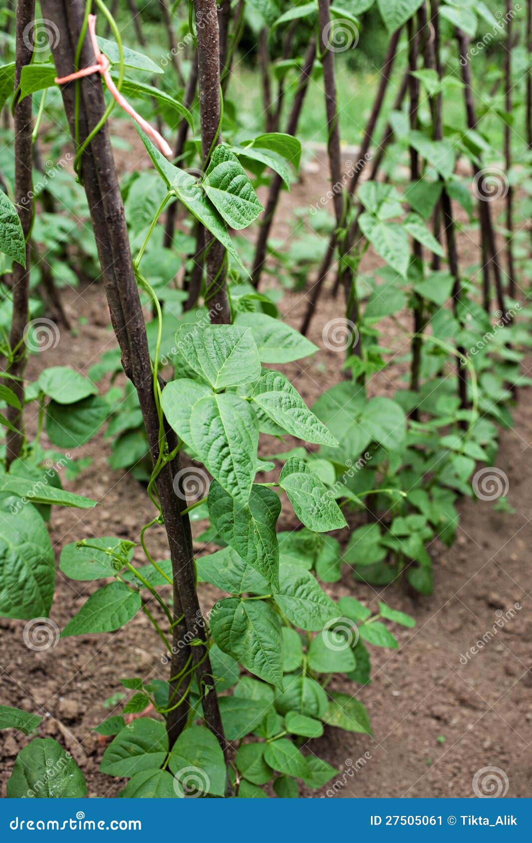 Green beans plants on soil stock image. Image of farm 27505061