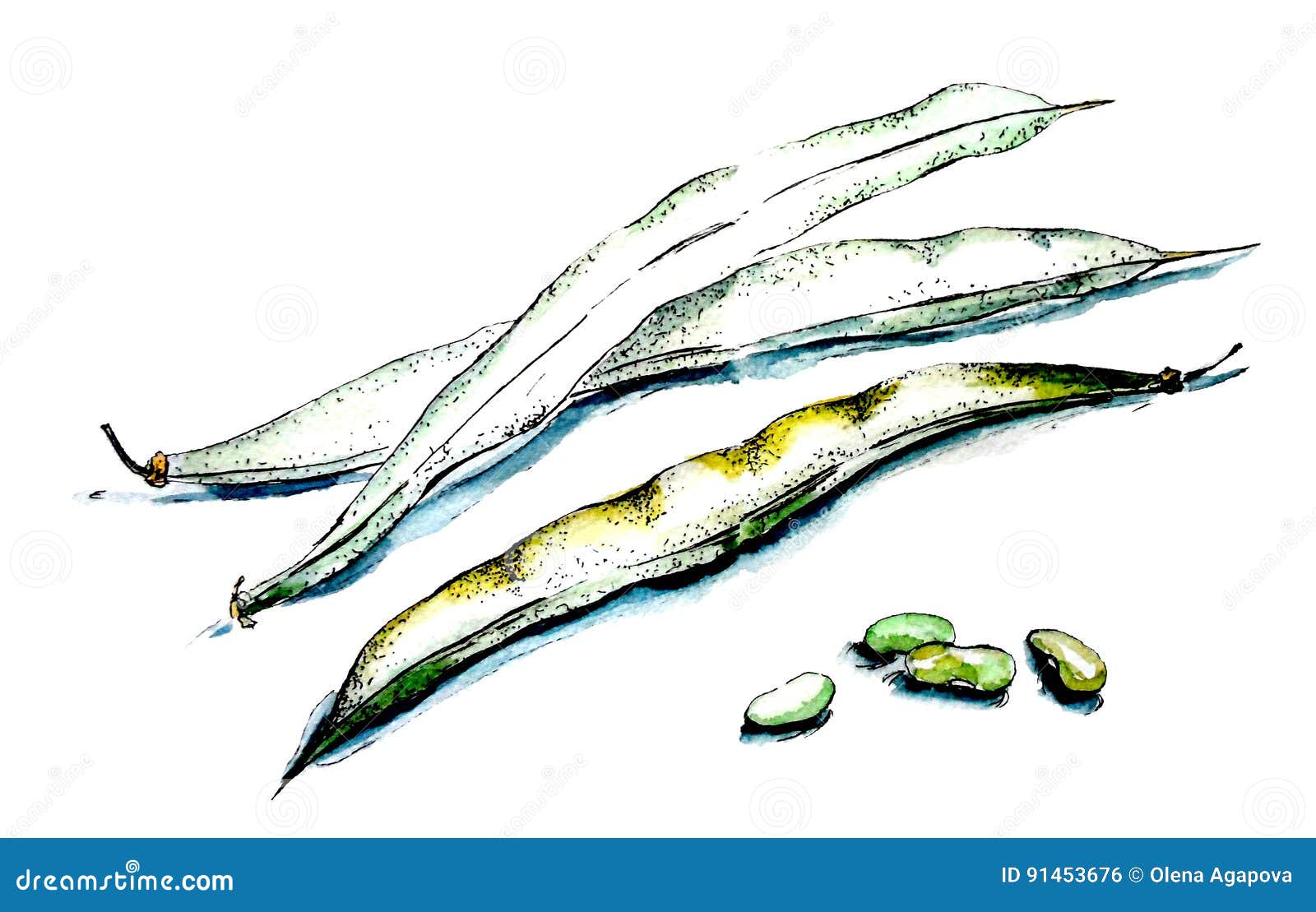 Green beans stock illustration. Illustration of healthy - 91453676