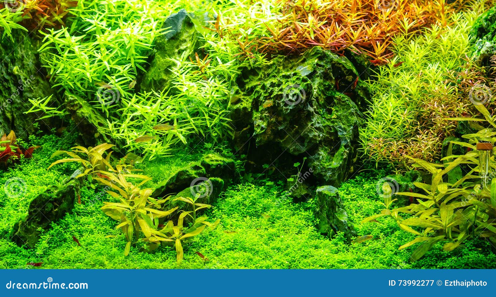 green beautiful planted tropical freshwater aquarium with fishes
