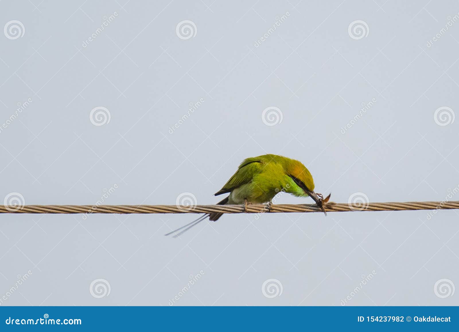 green bee-eater killing a bee