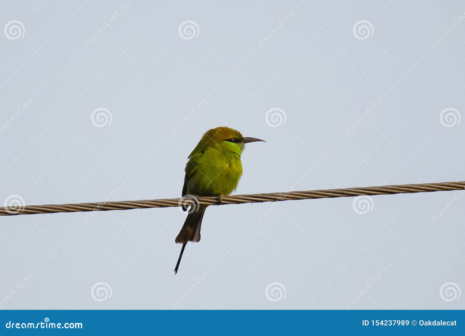 Green Bee-Eater Profile stock image. Image of stripe - 154237989