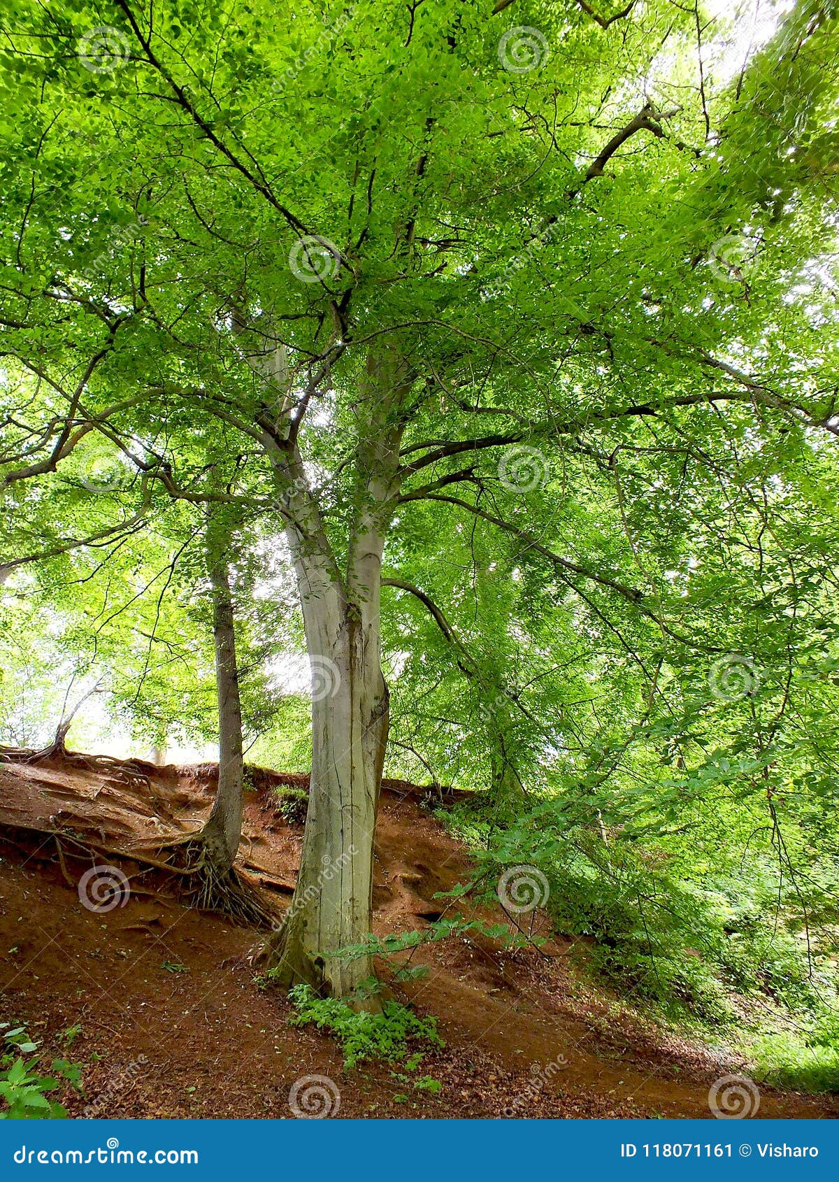 Green Beech Trees stock image. Image of leaves, surrey 118071161