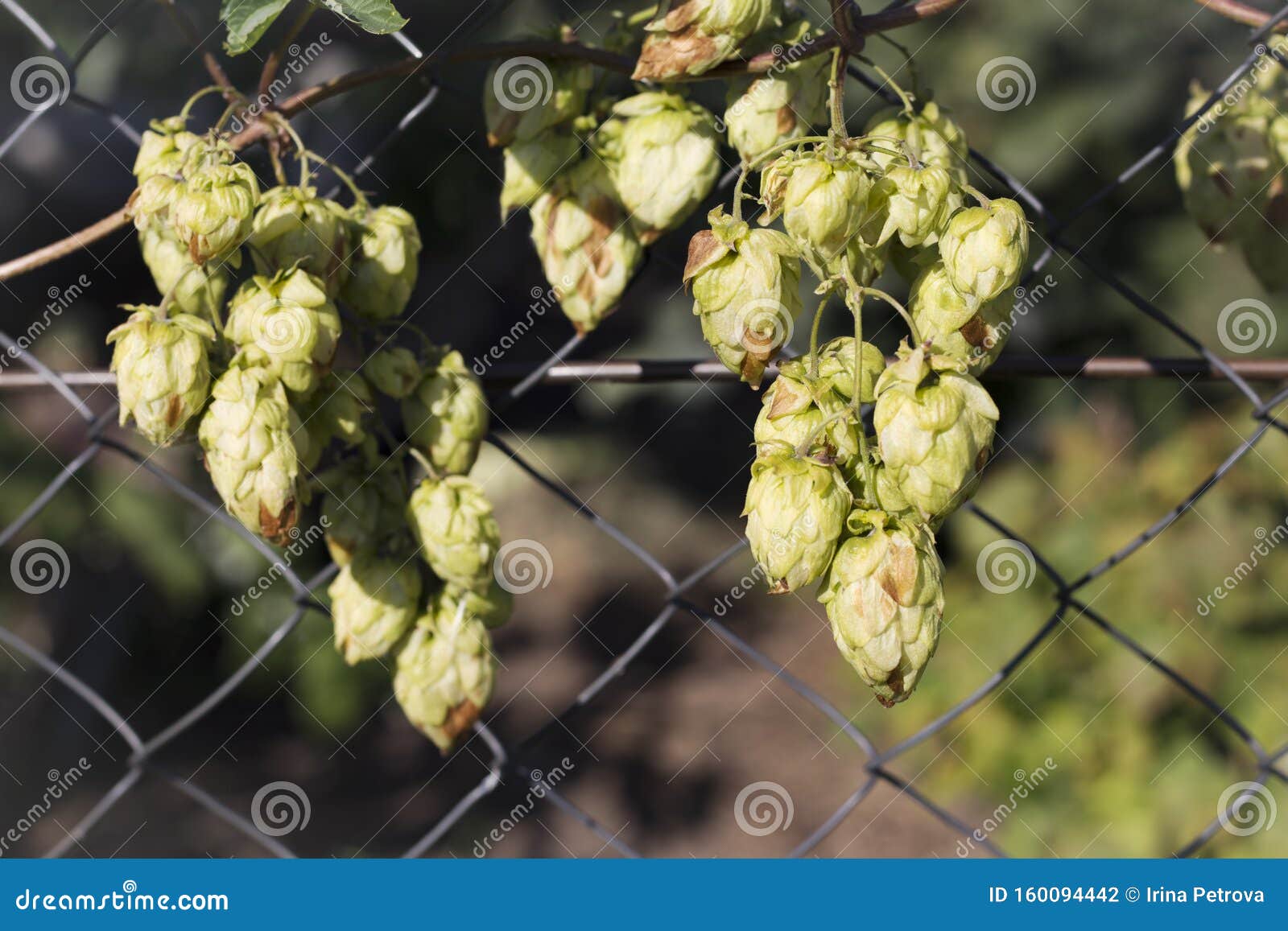 Green Beer Hops Growing on the Fence Stock Photo Image of garden