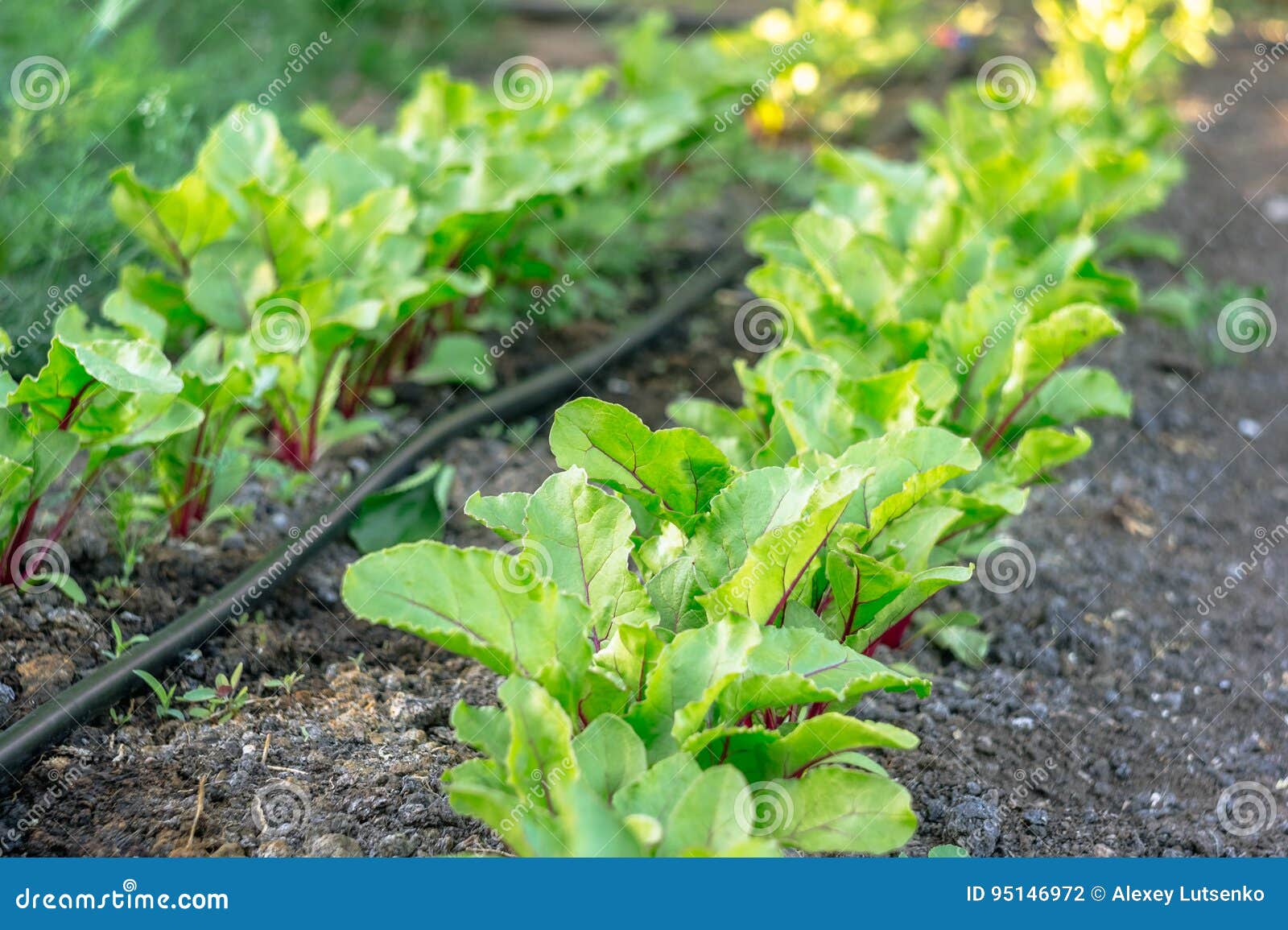 Green Beet, Planted in Rows Stock Photo Image of drip, agriculture